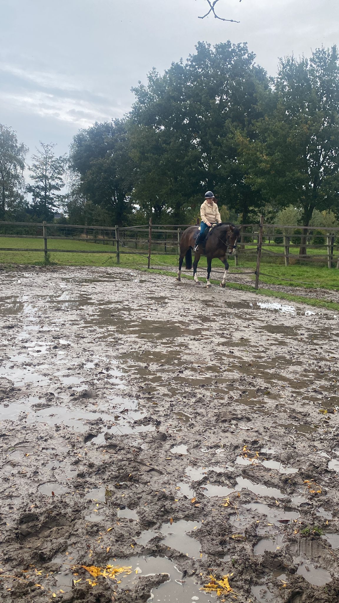 kwpn dressuurpaard merrie 7 years old bruin for sale - Photo 3