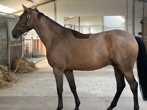 Valaão de 5 anos Halifax van het Kluizebos x Nonstop