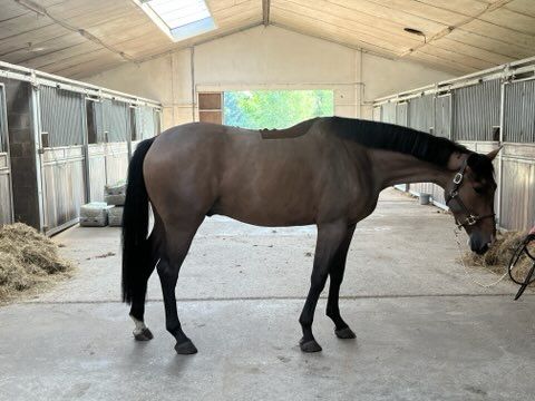 bwp springpaard ruin 5 سنوات donkerbruin للبيع - صورة 2