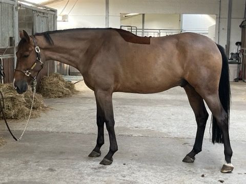 bwp springpaard ruin 5 سنوات donkerbruin للبيع - صورة 3