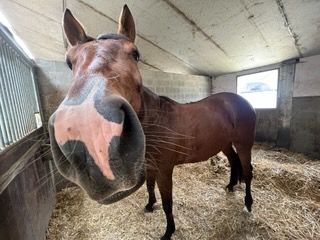 bwp springpaard ruin 5 سنوات donkerbruin للبيع - صورة 5