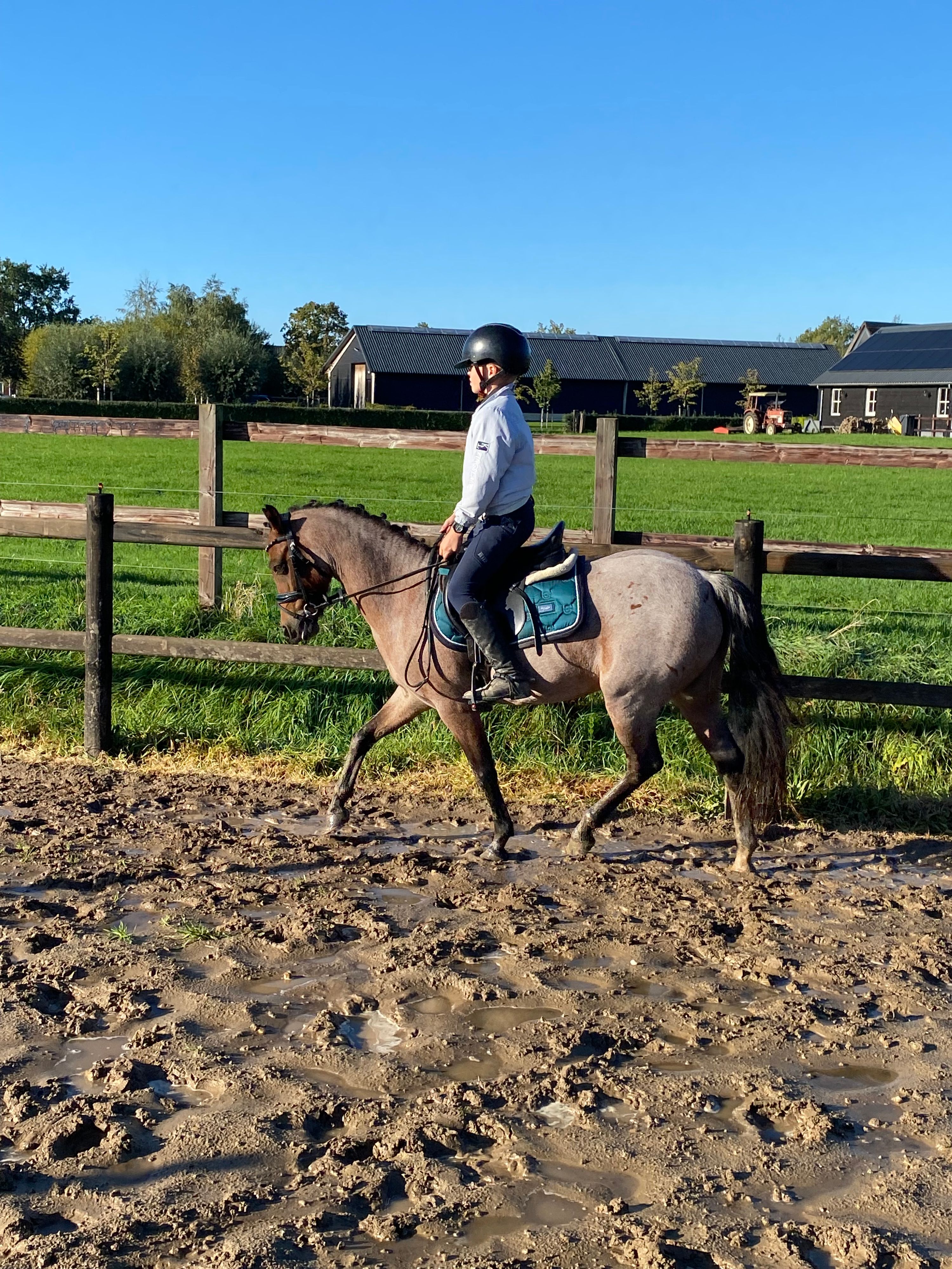 welsh allround-pony merrie 11 years old roan for sale - Photo 3