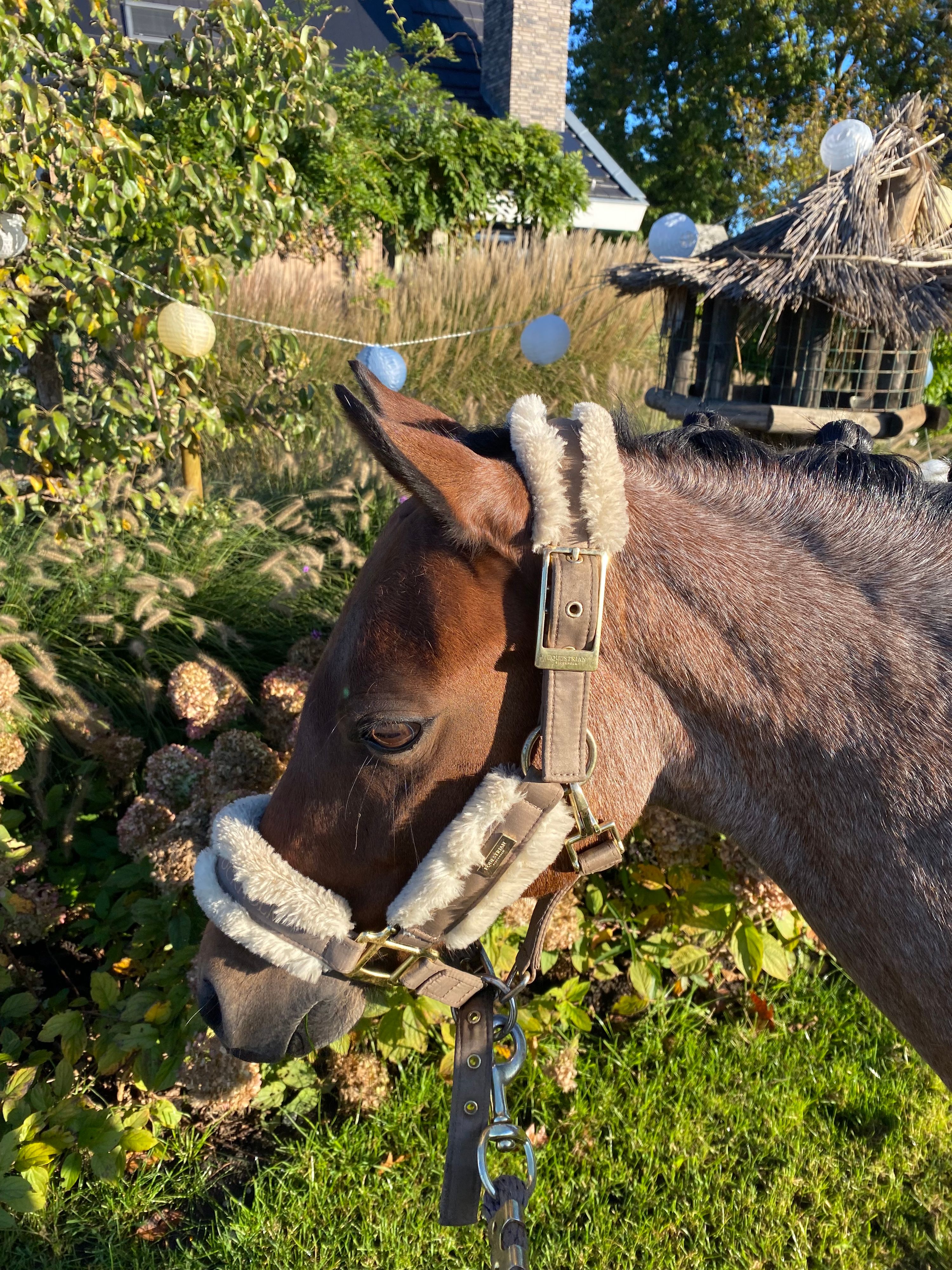 welsh allround-pony merrie 11 years old roan for sale - Photo 2