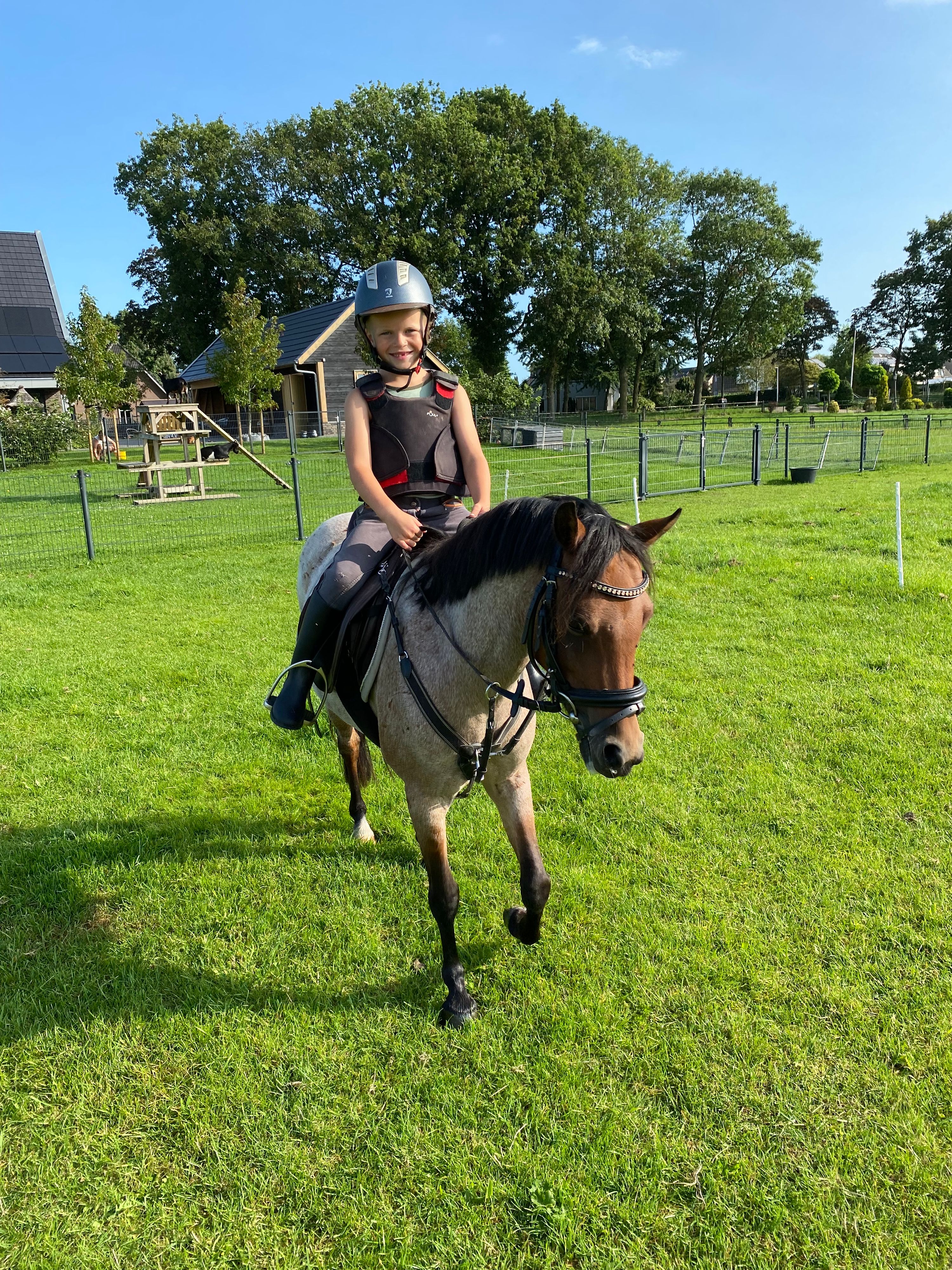 welsh allround-pony merrie 11 years old roan for sale - Photo 4