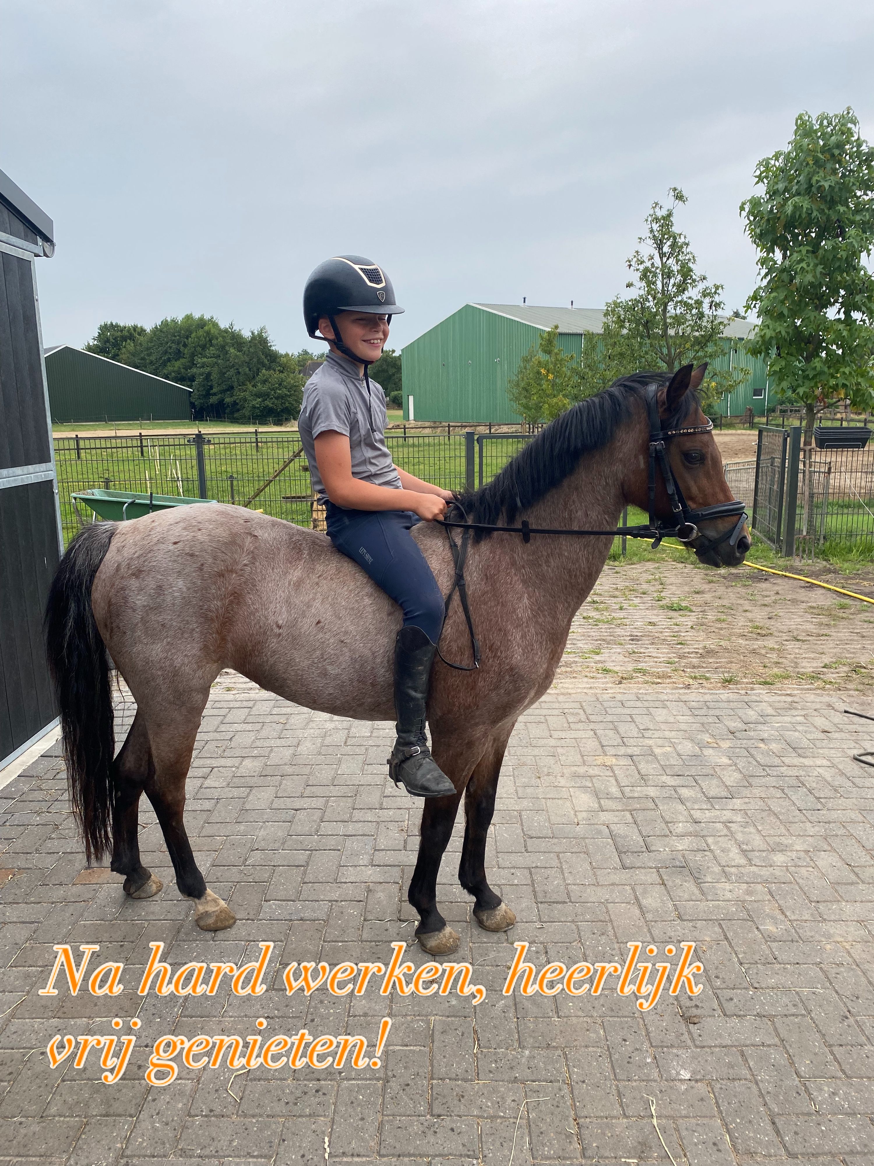 welsh allround-pony merrie 11 years old roan for sale - Photo 5