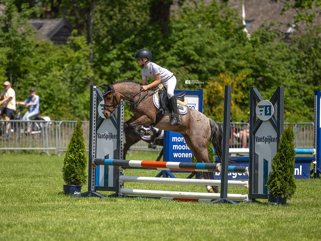welsh allround-pony merrie 11 years old roan for sale - Photo 6