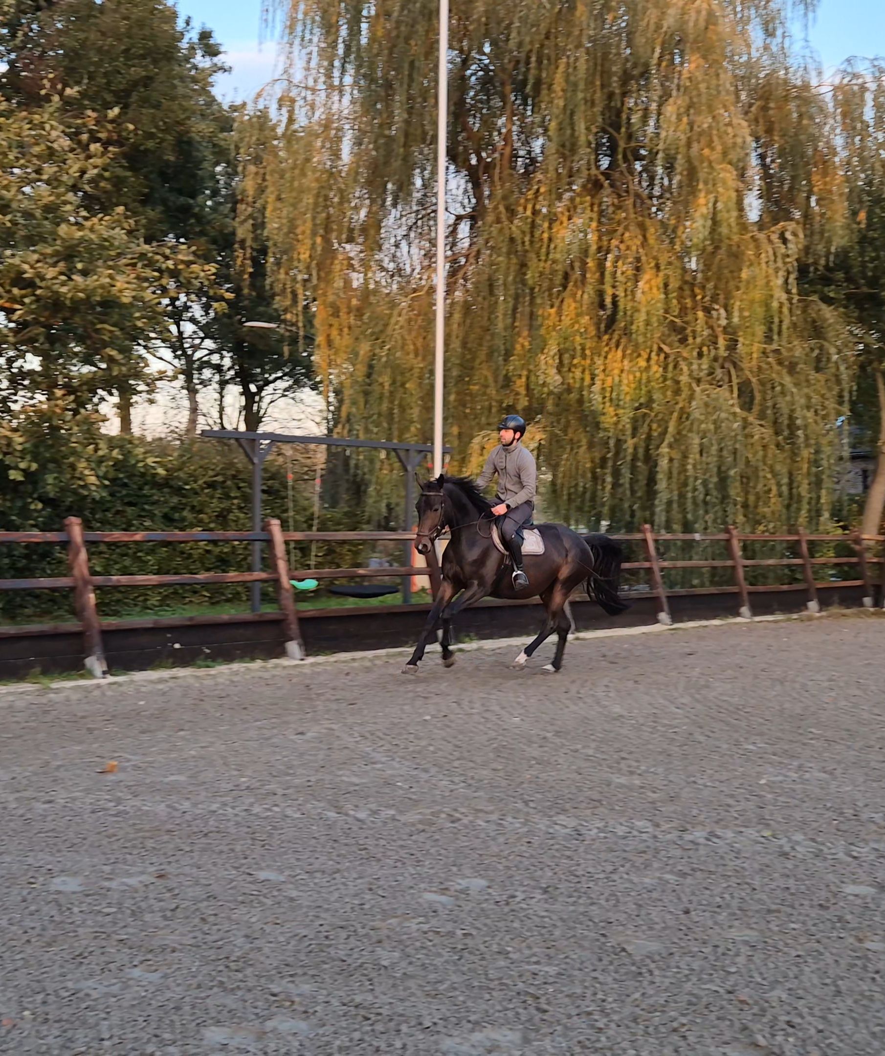 zangersheide springpaard merrie 5 سنوات donkerbruin للبيع - الصورة الرئيسية