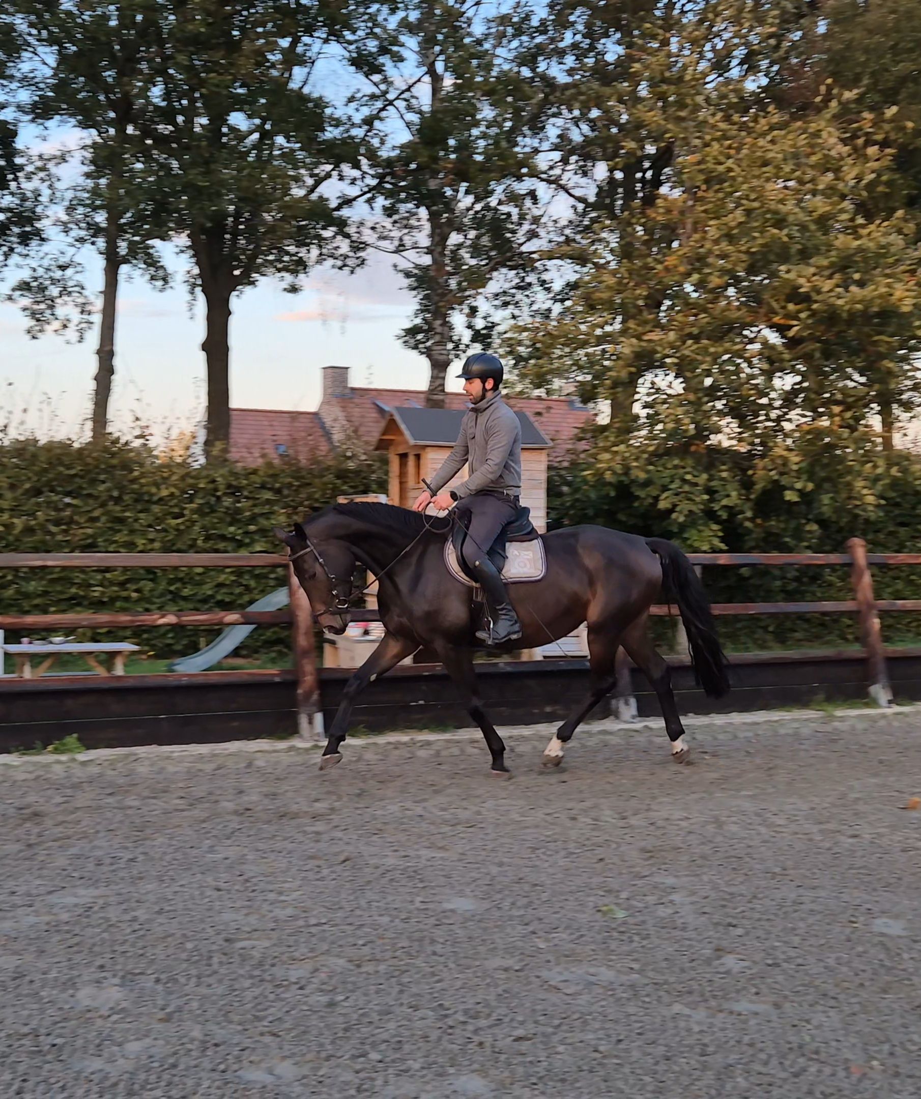 zangersheide springpaard merrie 5 سنوات donkerbruin للبيع - صورة 4