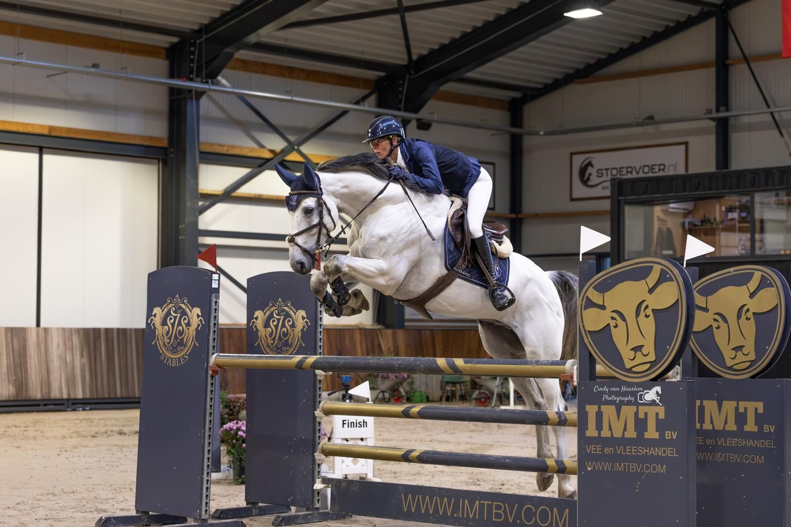 oldenburg springpaard ruin 6 år schimmel till salu - Foto 2