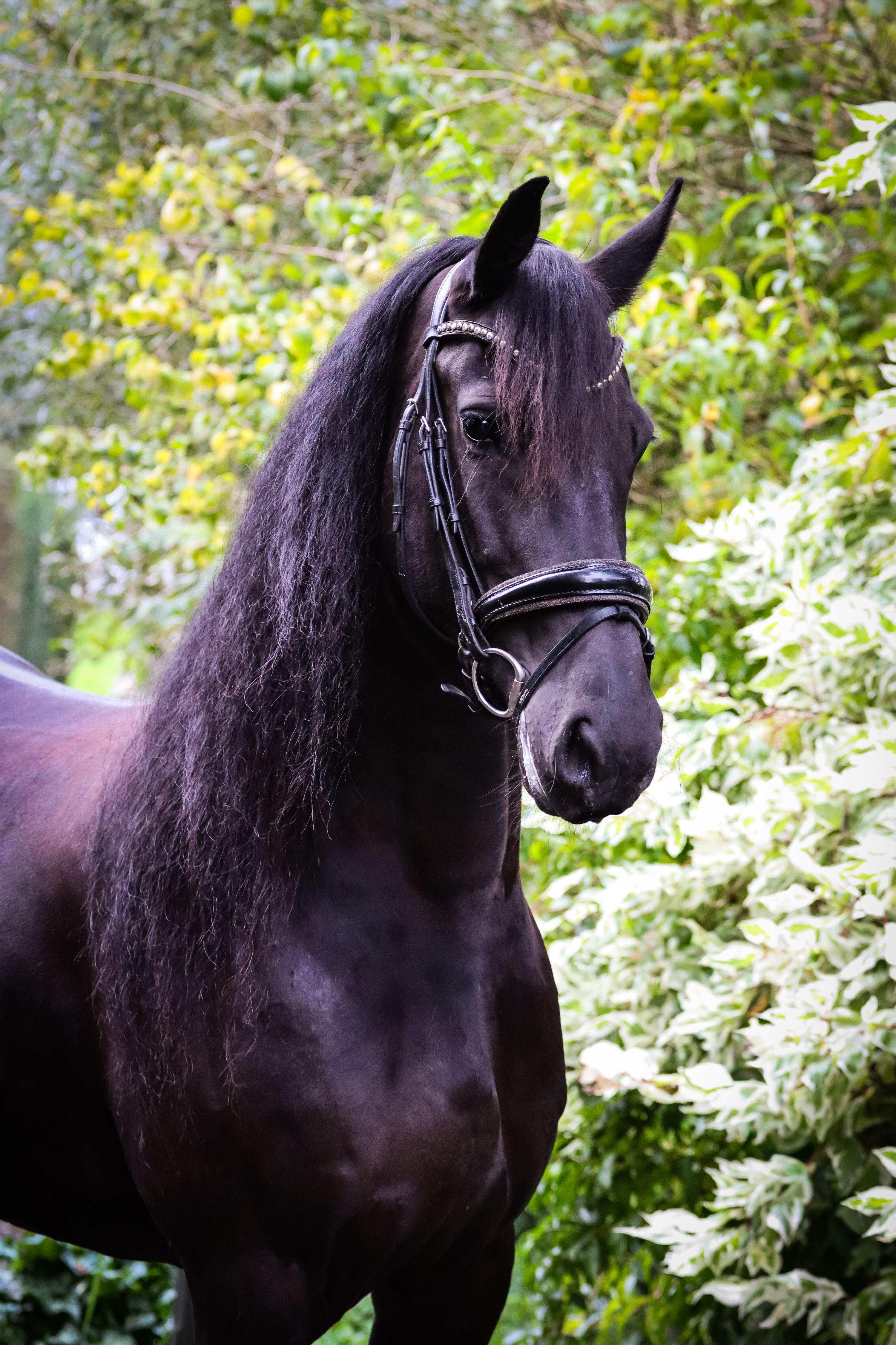 fries merrie 7 år zwart till salu - Foto 4