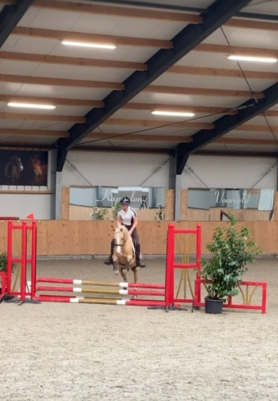 welsh allround-pony ruin 4 سنوات palomino للبيع - صورة 4