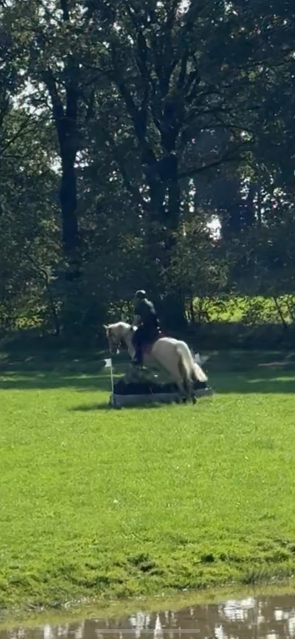 welsh allround-pony ruin 4 سنوات palomino للبيع - صورة 5