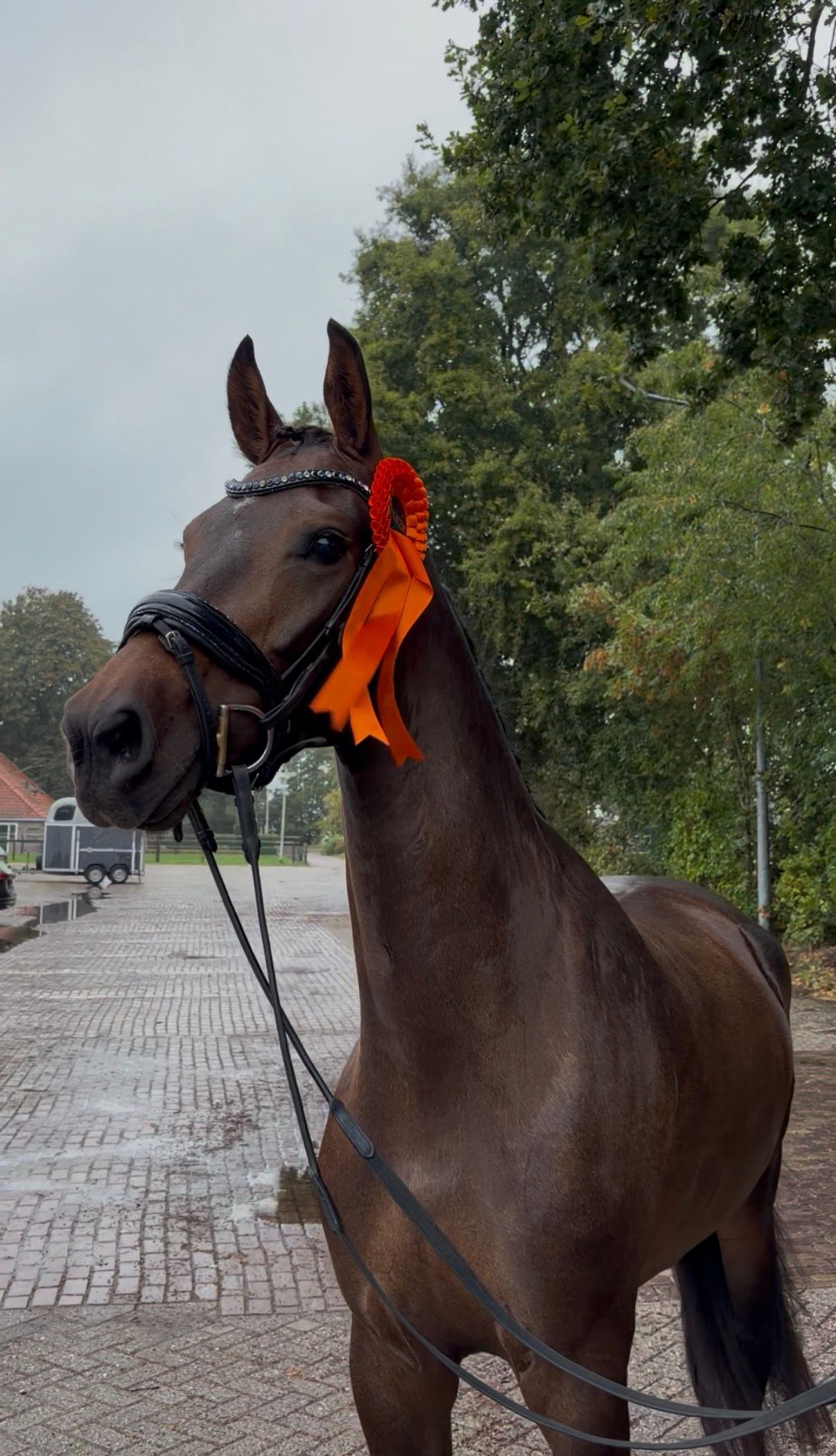kwpn allrounder merrie 4 years old donkerbruin for sale - Photo 3