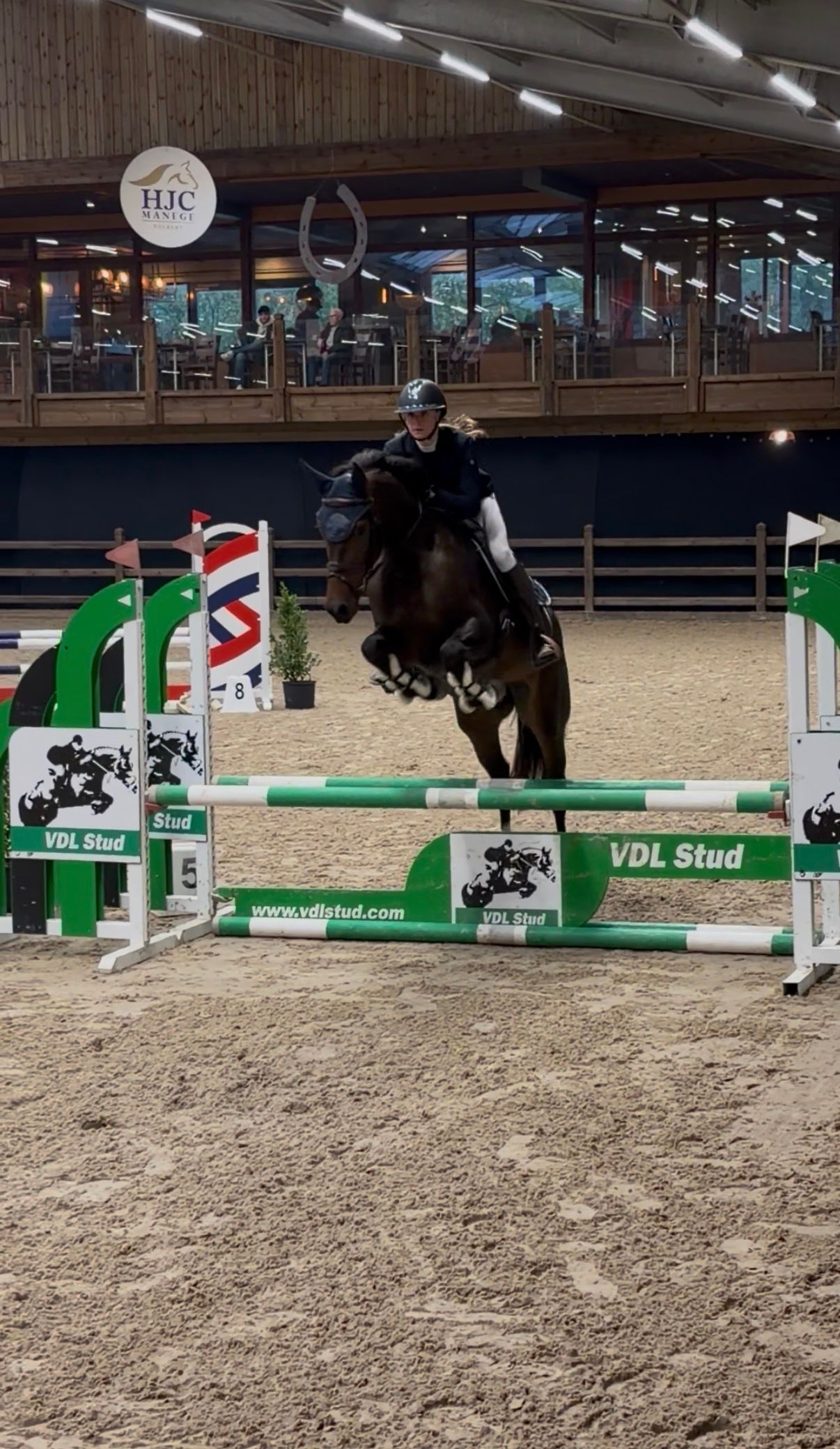 kwpn allrounder merrie 4 years old donkerbruin for sale - Photo 5