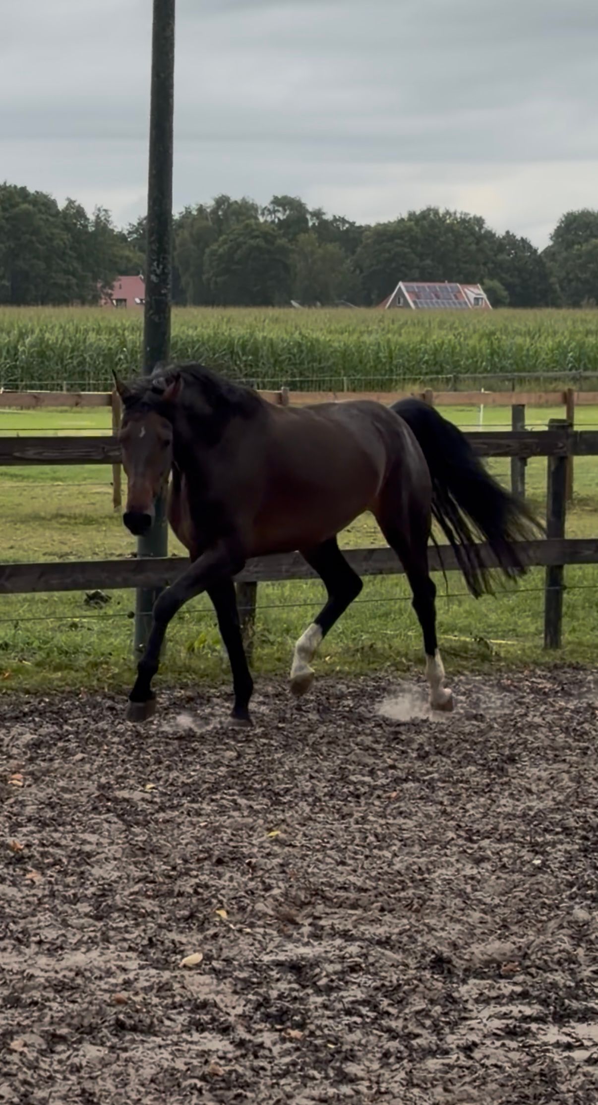 kwpn allrounder merrie 4 years old donkerbruin for sale - Photo 6