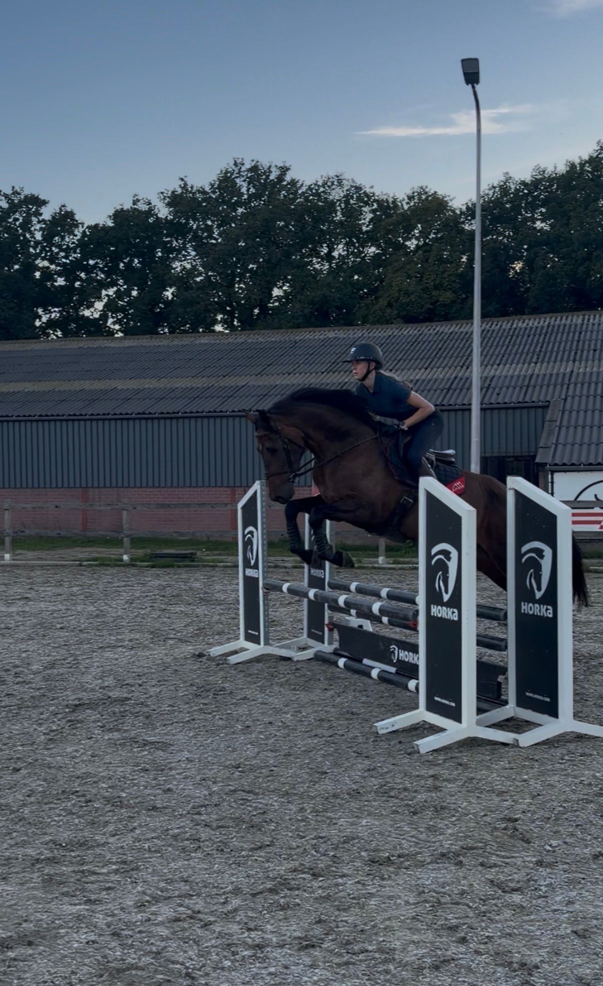 kwpn allrounder merrie 4 years old donkerbruin for sale - Photo 4
