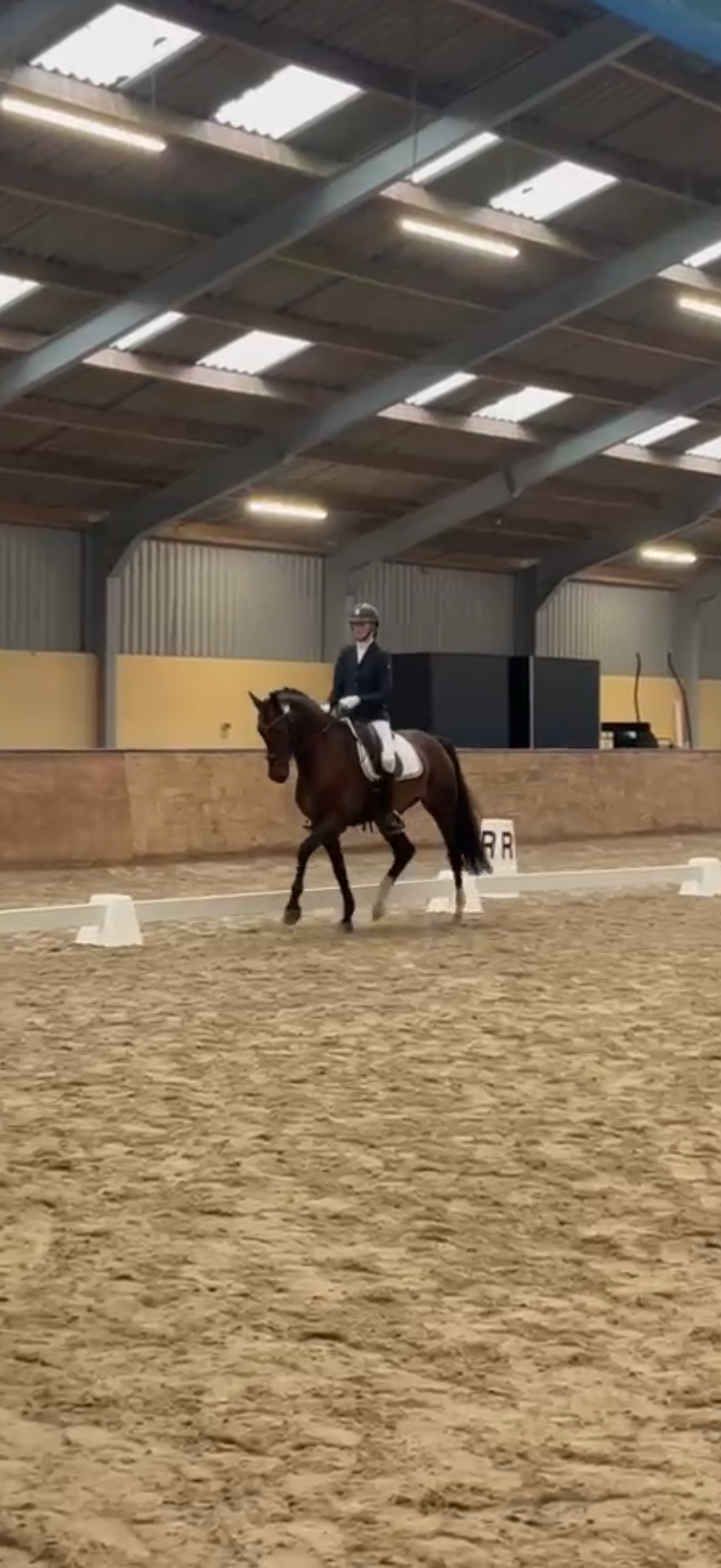 kwpn allrounder merrie 4 years old donkerbruin for sale - Photo 2