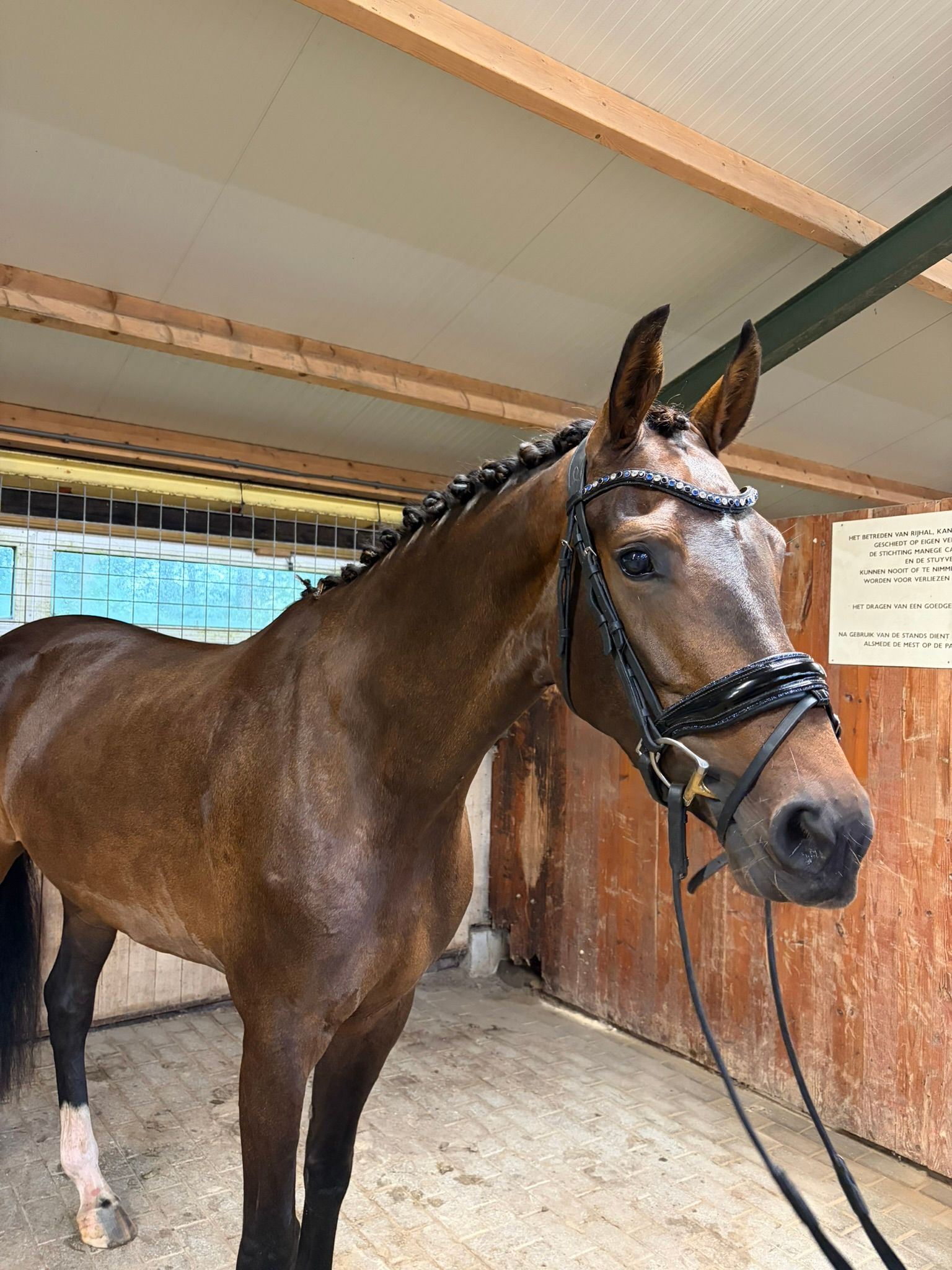 Sweet 4-year-old keur mare
