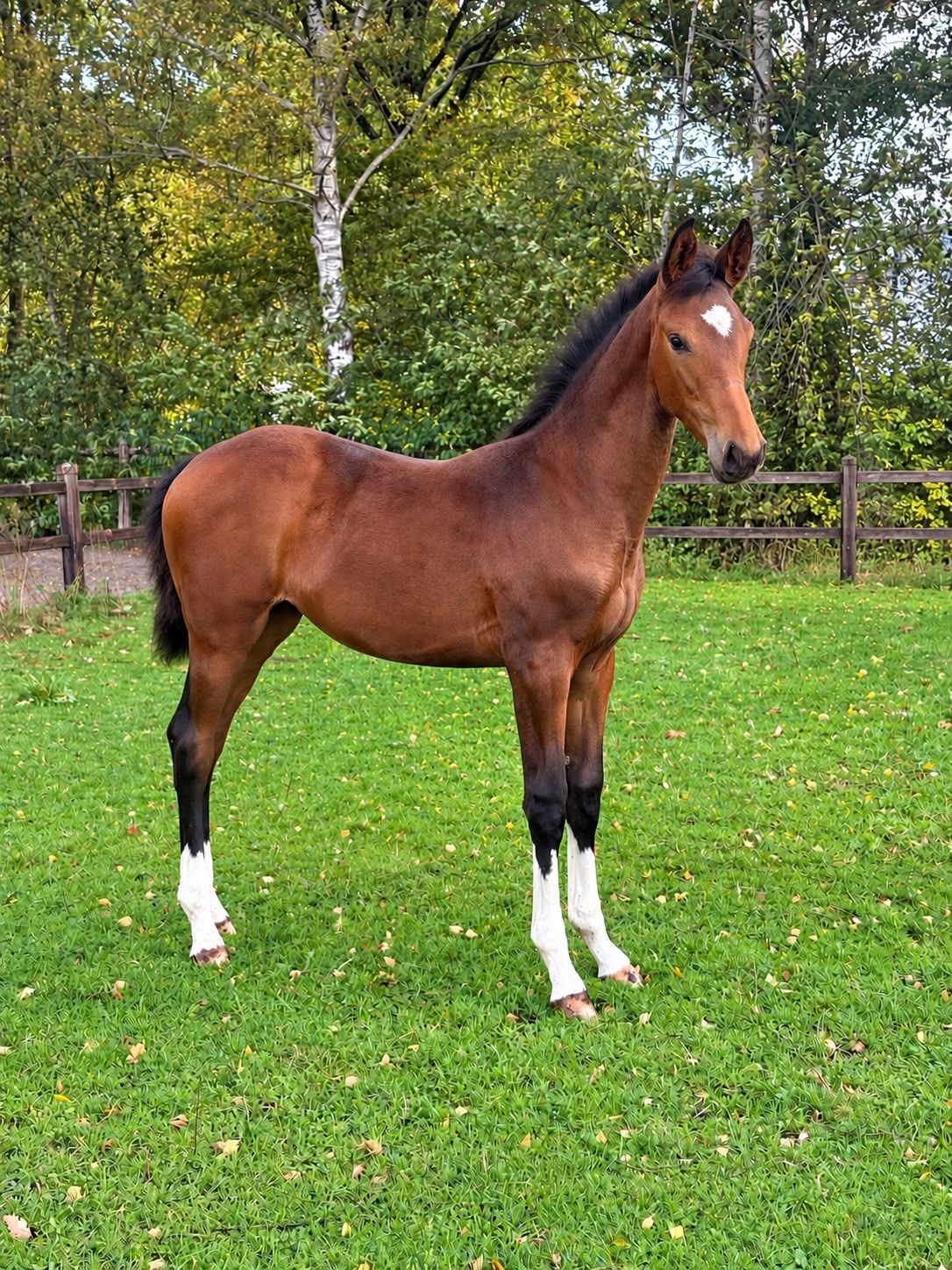 kwpn dressuurpaard merrie 0 Jahre alt bruin zu verkaufen - Foto 4