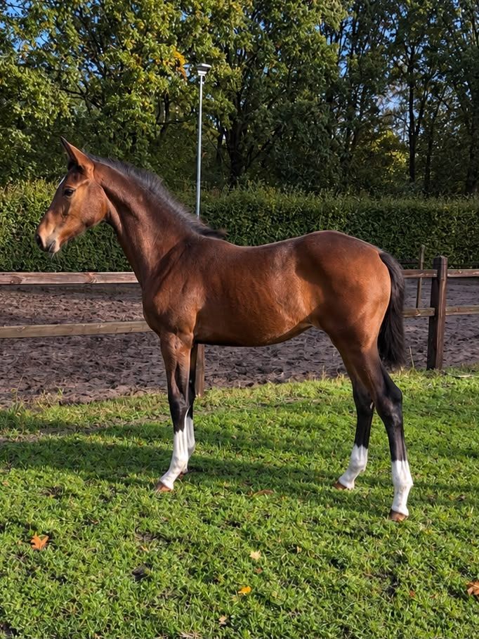 kwpn dressuurpaard merrie 0 Jahre alt bruin zu verkaufen - Foto 2