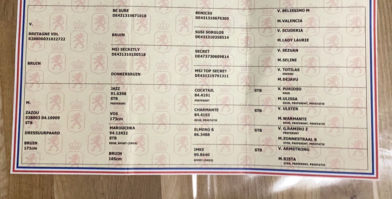 kwpn dressuurpaard merrie 0 Jahre alt bruin zu verkaufen - Foto 5
