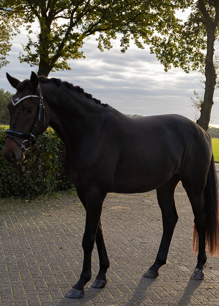 kwpn dressuurpaard ruin 3 ani donkerbruin de vânzare - Foto 3