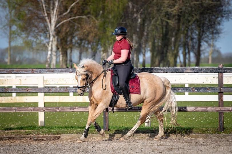 welsh-cob dressuurpony merrie 11 years old palomino for sale - Photo 6
