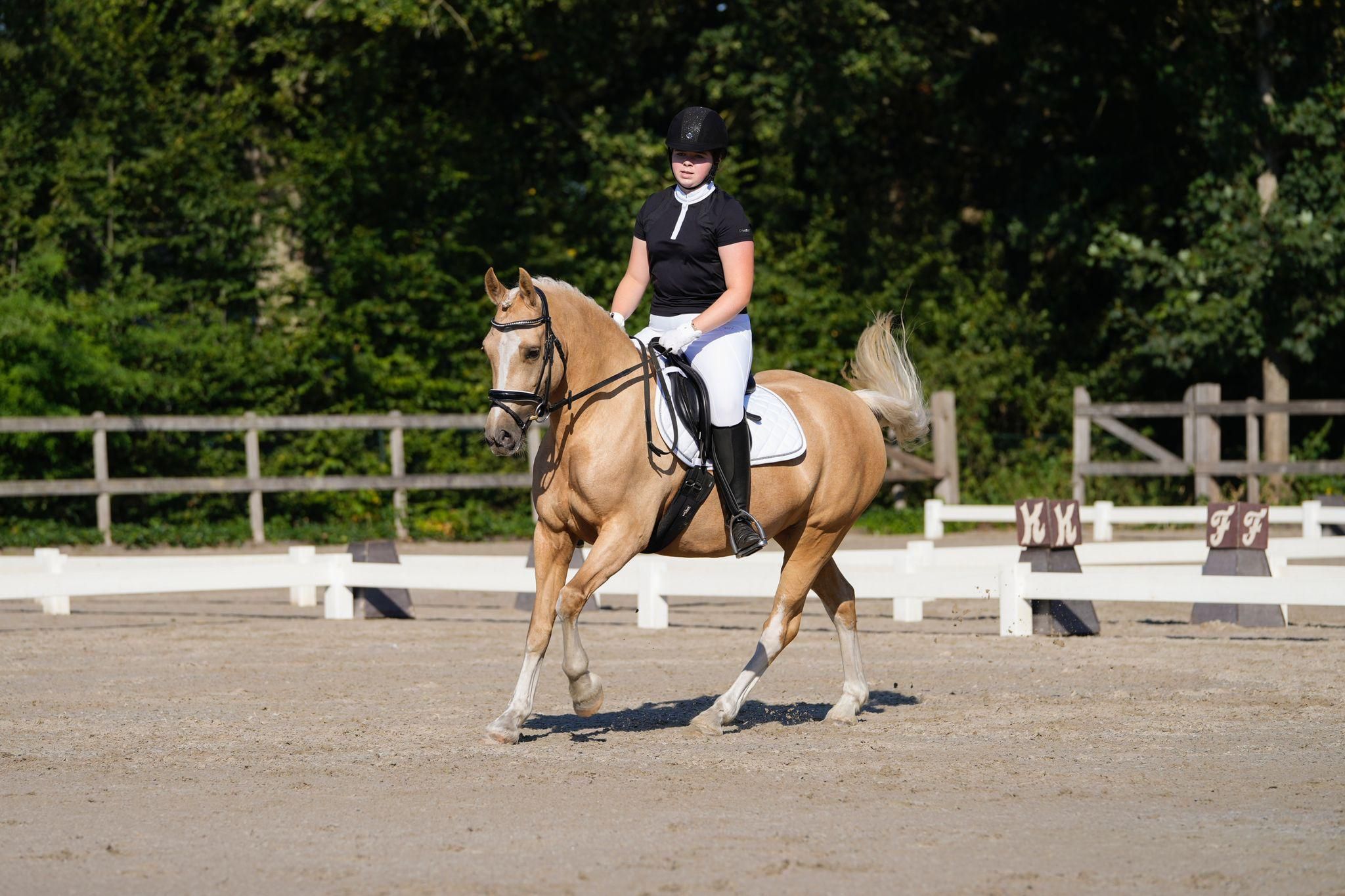 Dressurpony, Stute, 11 Jahre