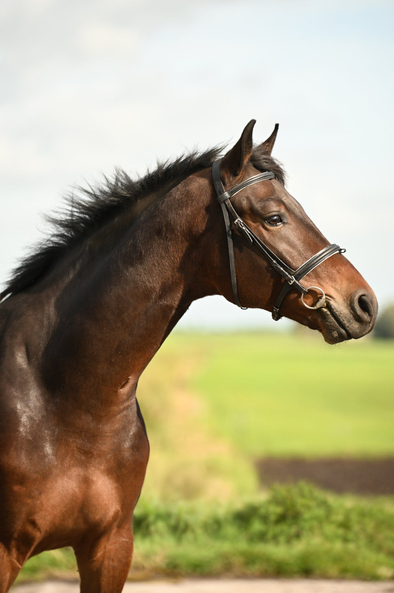 Lindo cavalo castrado sensato