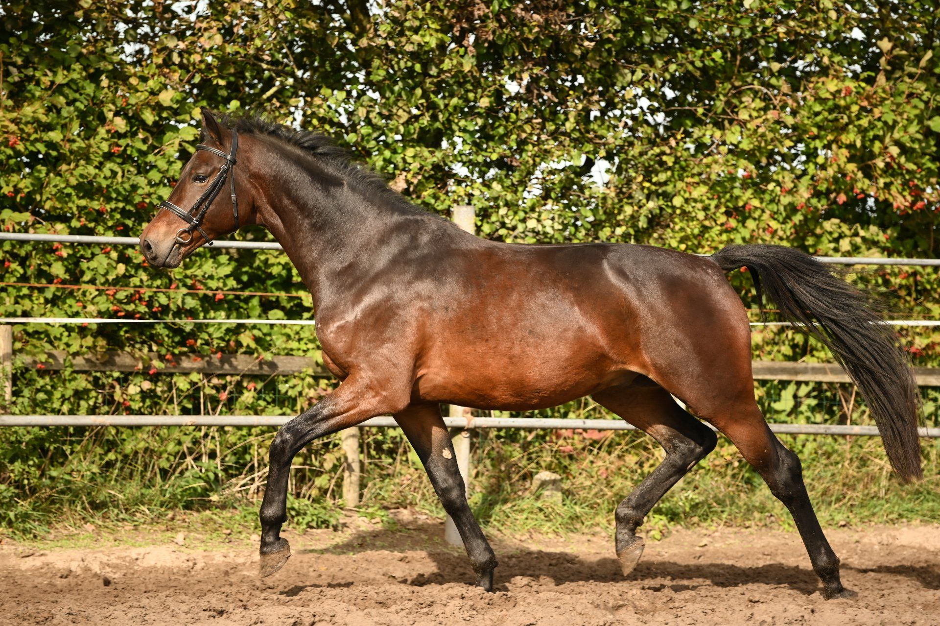 kwpn dressuurpaard ruin 3 anos donkerbruin à venda - Foto 2