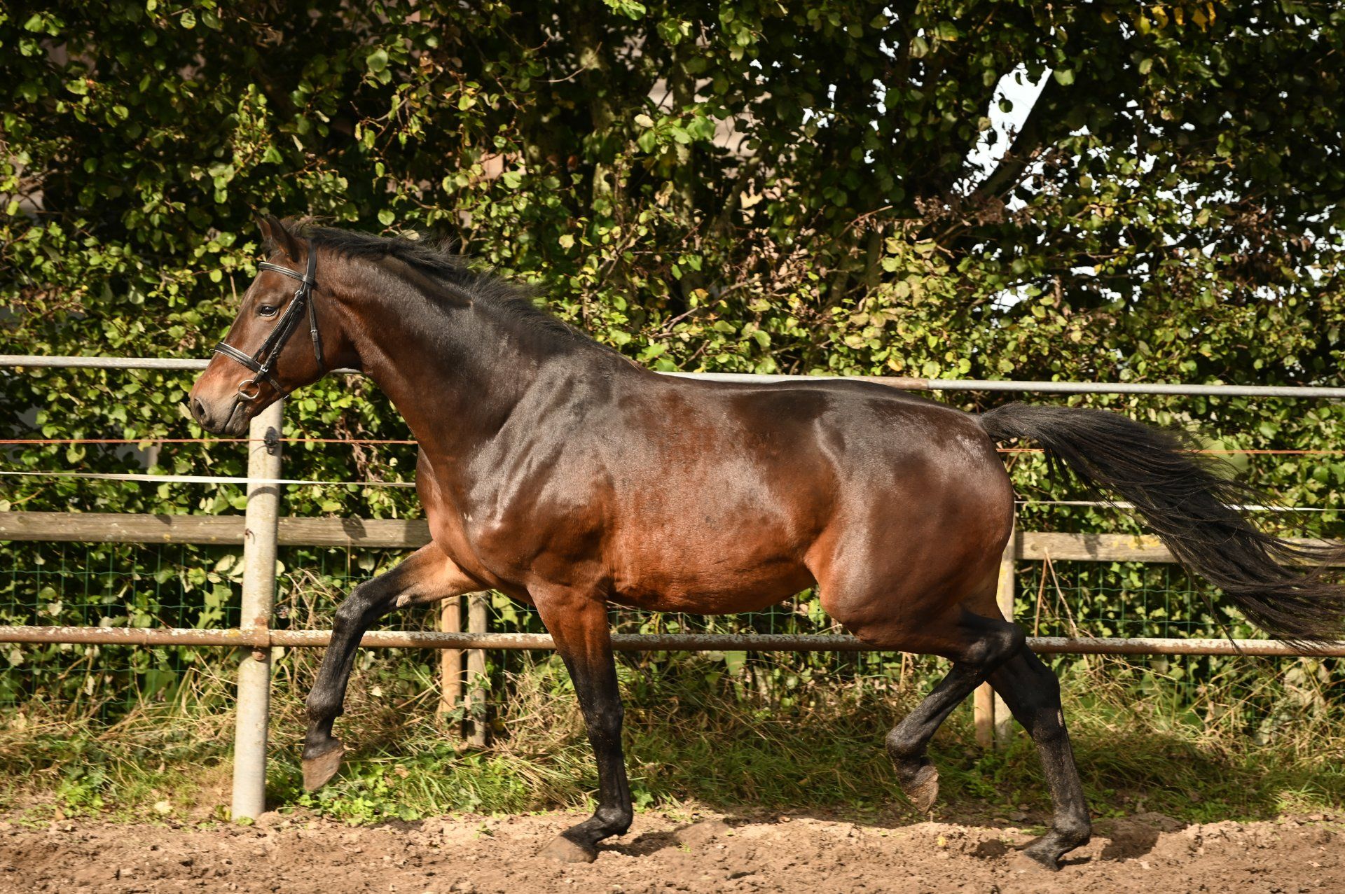 kwpn dressuurpaard ruin 3 anos donkerbruin à venda - Foto 3