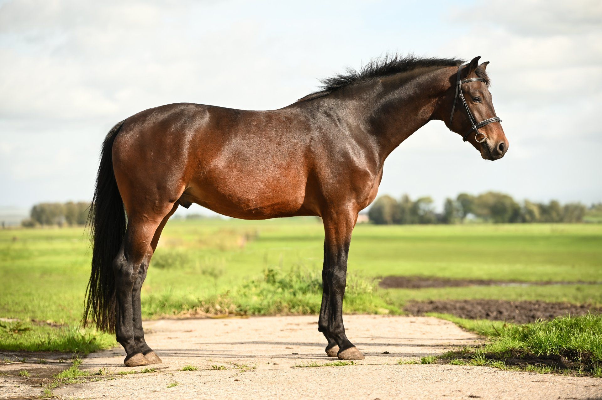 kwpn dressuurpaard ruin 3 anos donkerbruin à venda - Foto 4