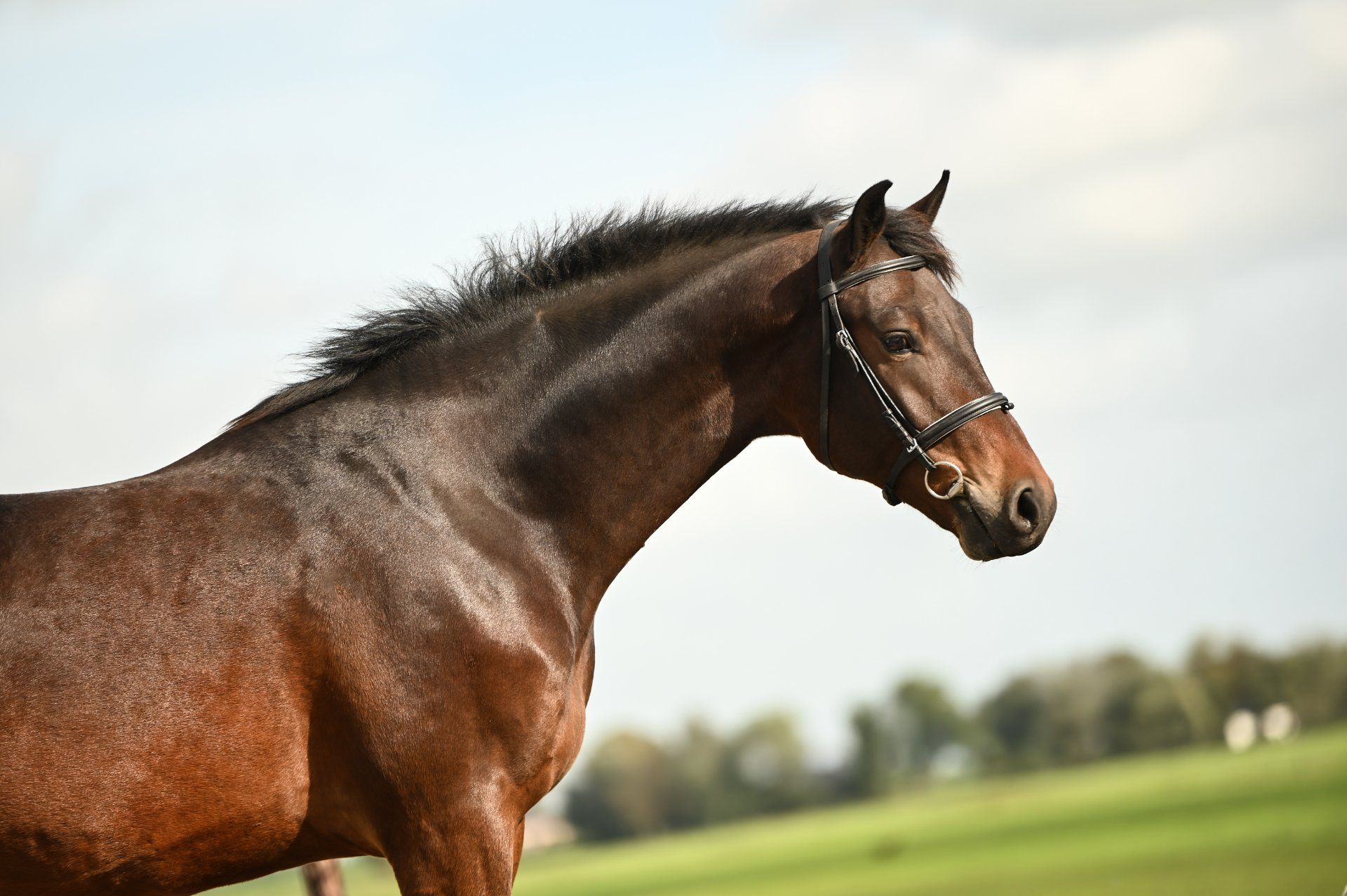 kwpn dressuurpaard ruin 3 anos donkerbruin à venda - Foto 5