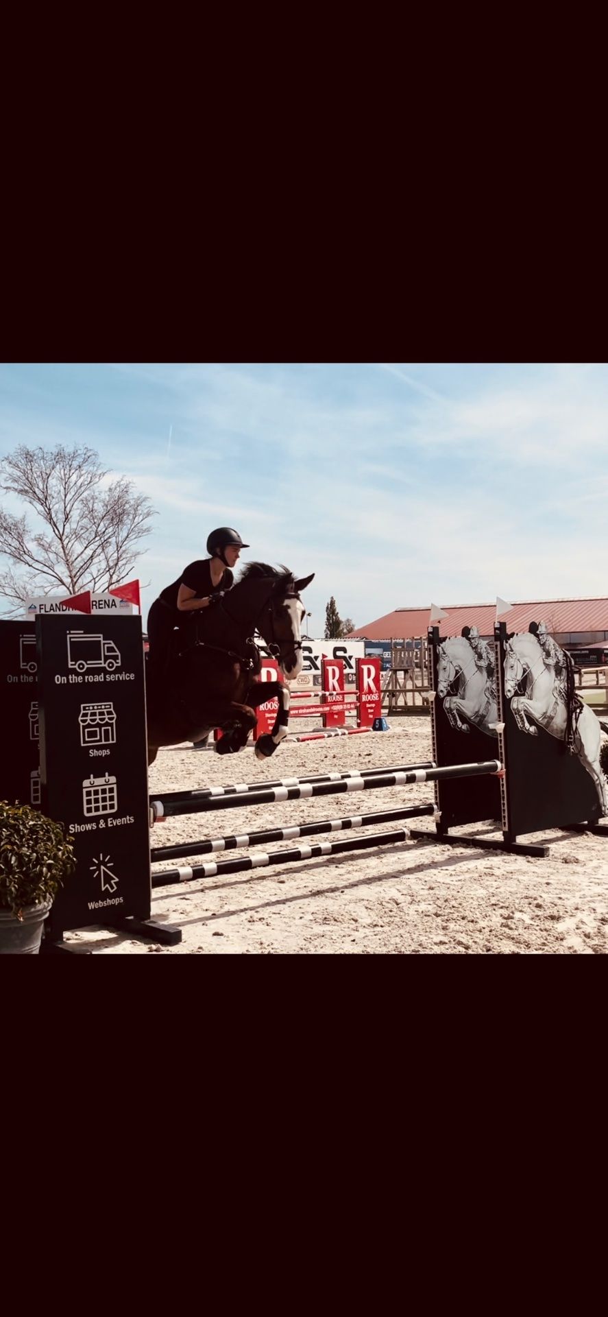 zangersheide springpaard ruin 9 jaar donkerbruin te koop - Foto 2