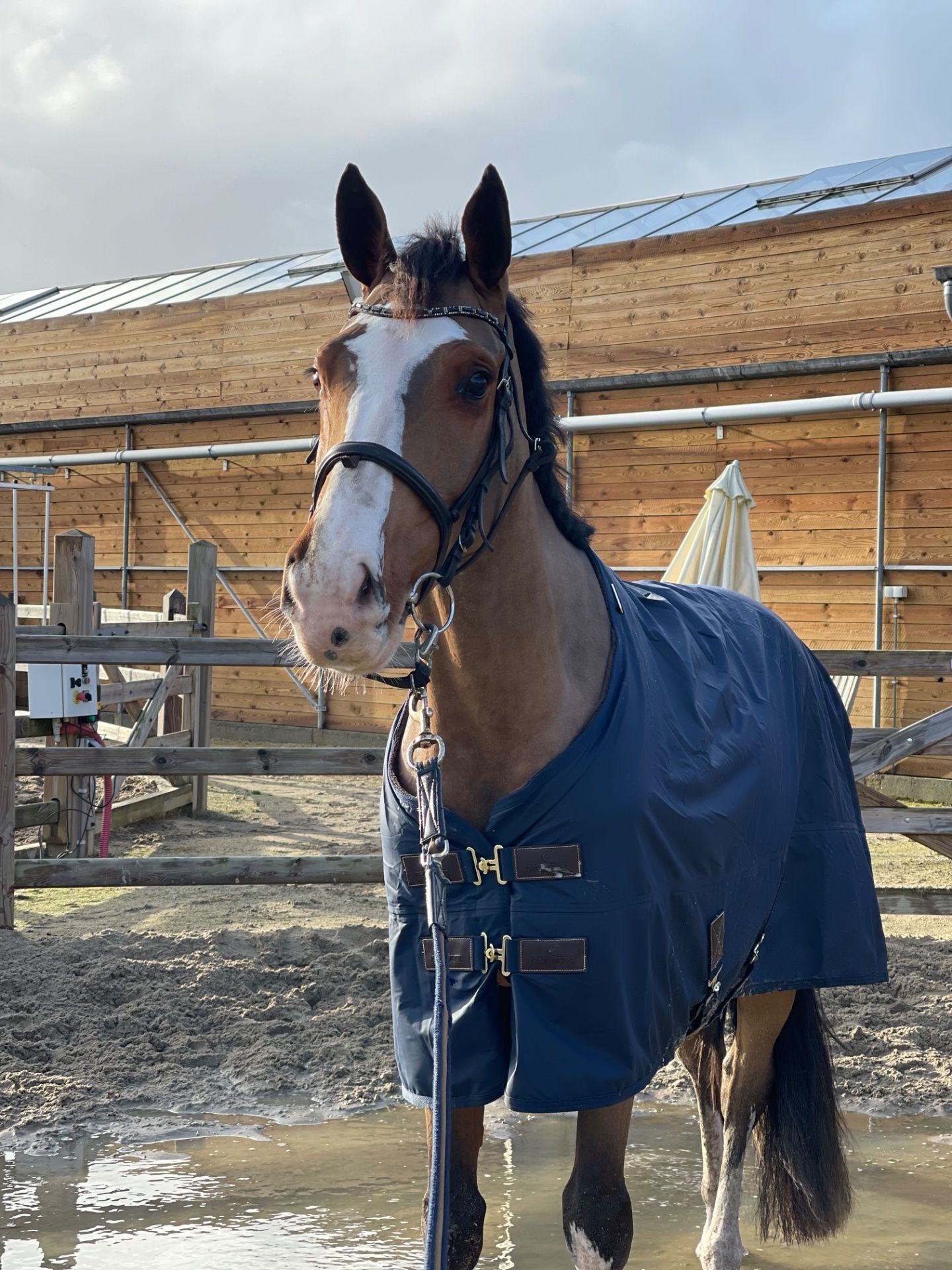 zangersheide springpaard ruin 9 jaar donkerbruin te koop - Foto 5