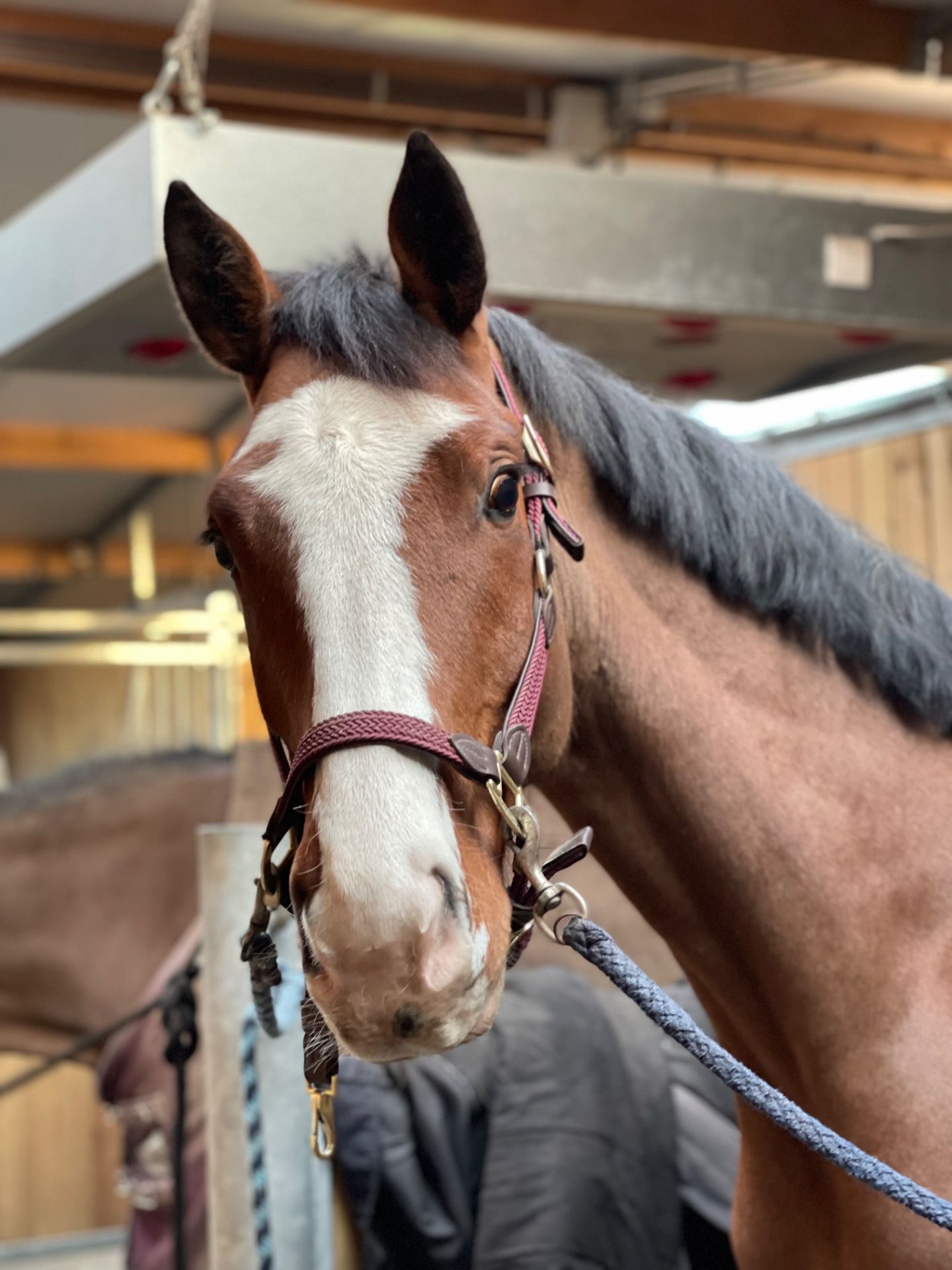 zangersheide springpaard ruin 9 jaar donkerbruin te koop - Foto 3