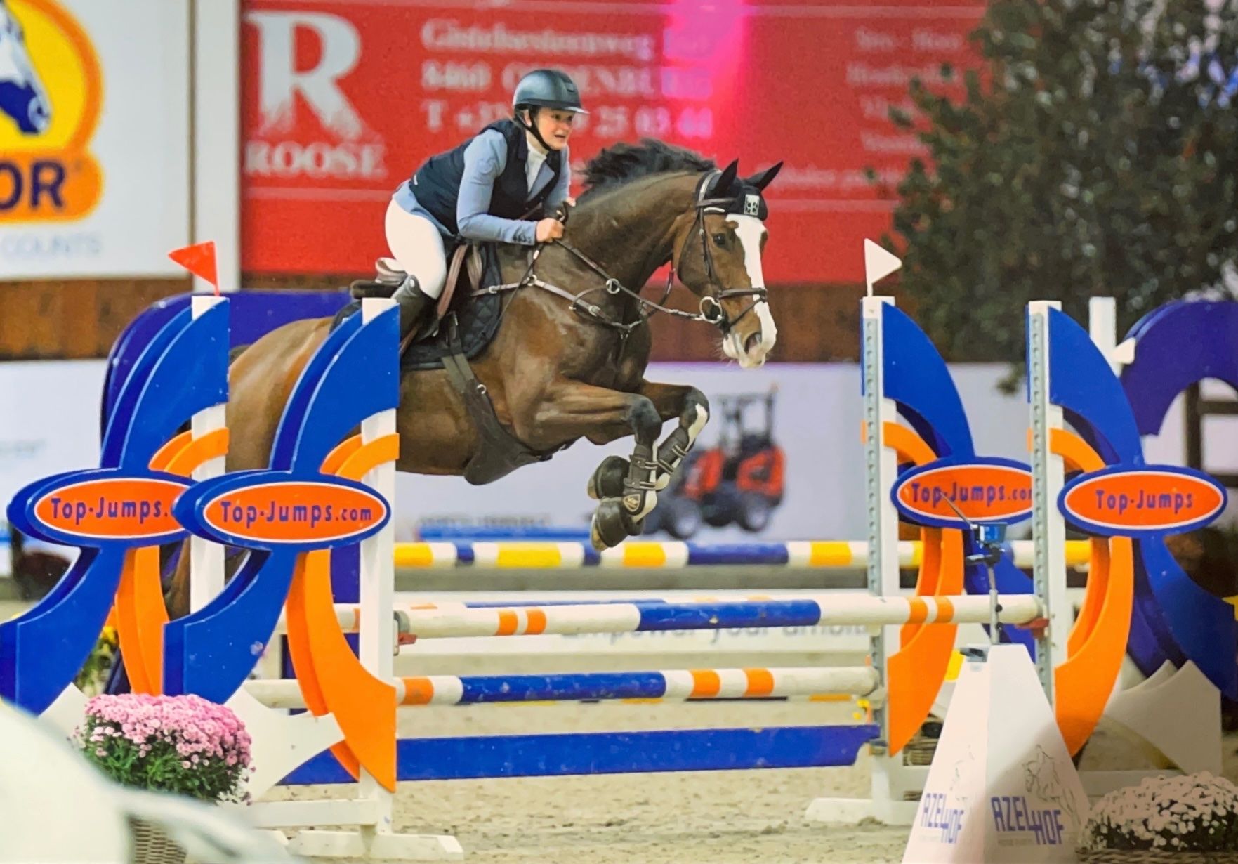 zangersheide springpaard ruin 9 jaar donkerbruin te koop - Foto 4