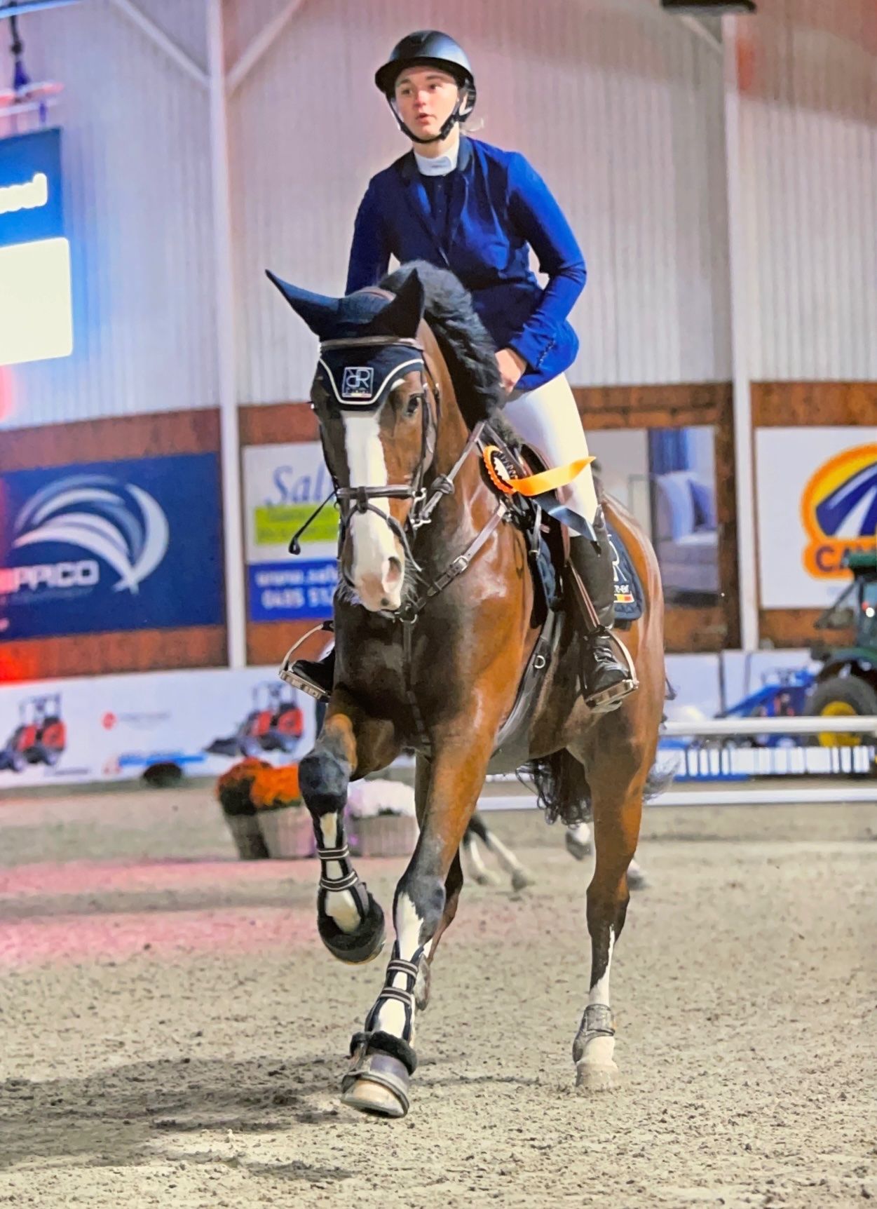 zangersheide springpaard ruin 9 jaar donkerbruin te koop - Foto 6