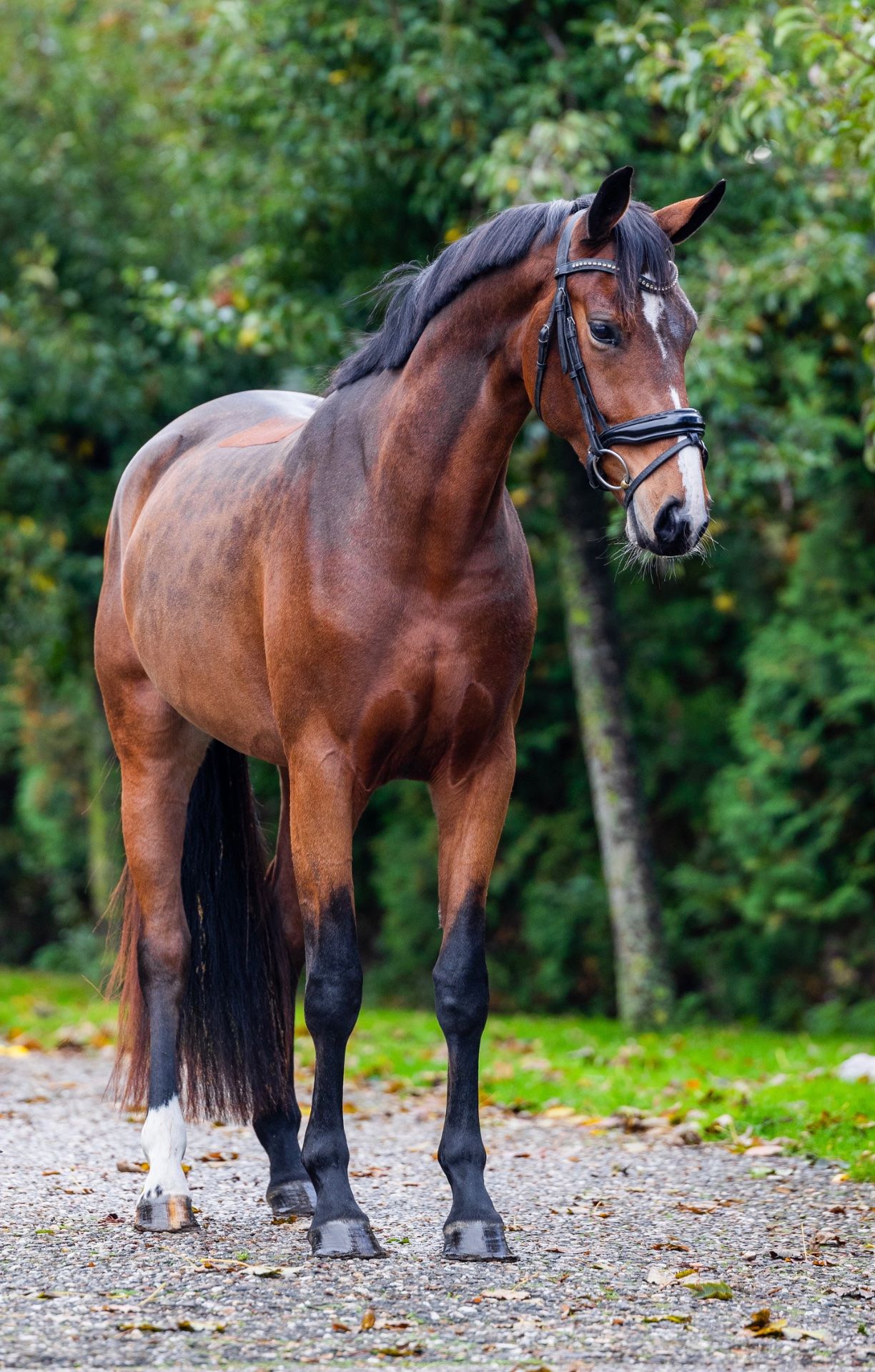 kwpn dressuurpaard merrie 3 ετών donkerbruin προς πώληση - Φωτογραφία 2