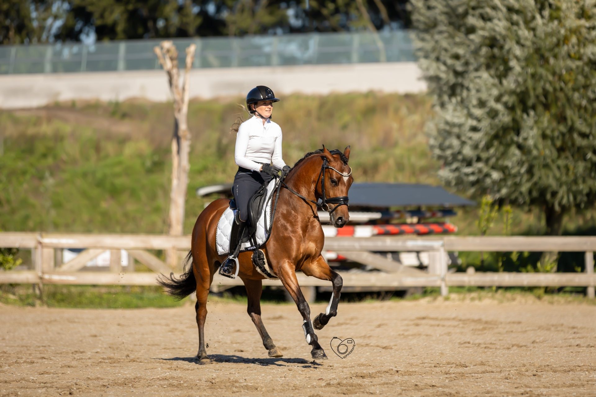 welsh allround-pony merrie 4 años bruin en venta - Foto 2