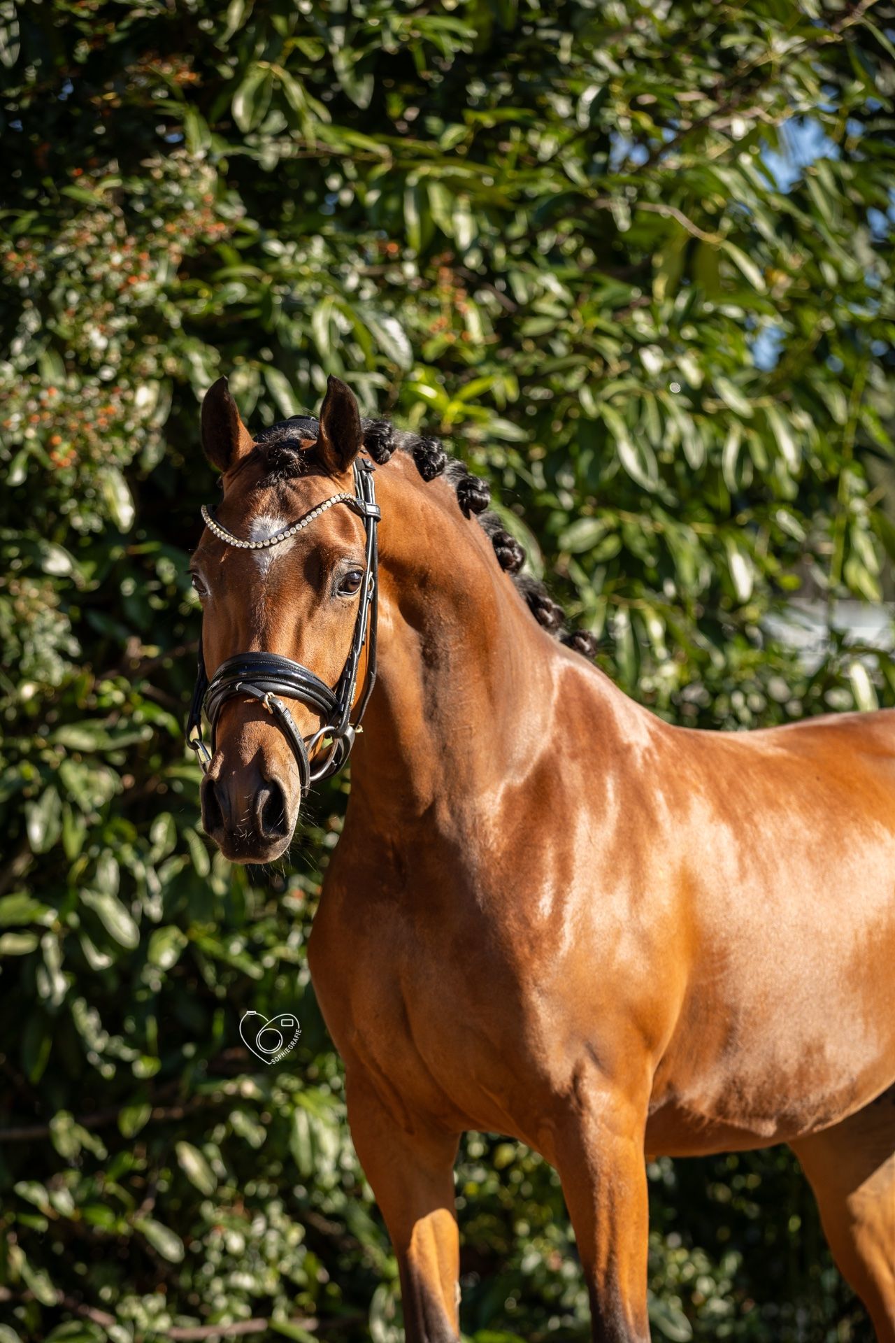 welsh allround-pony merrie 4 años bruin en venta - Foto 4