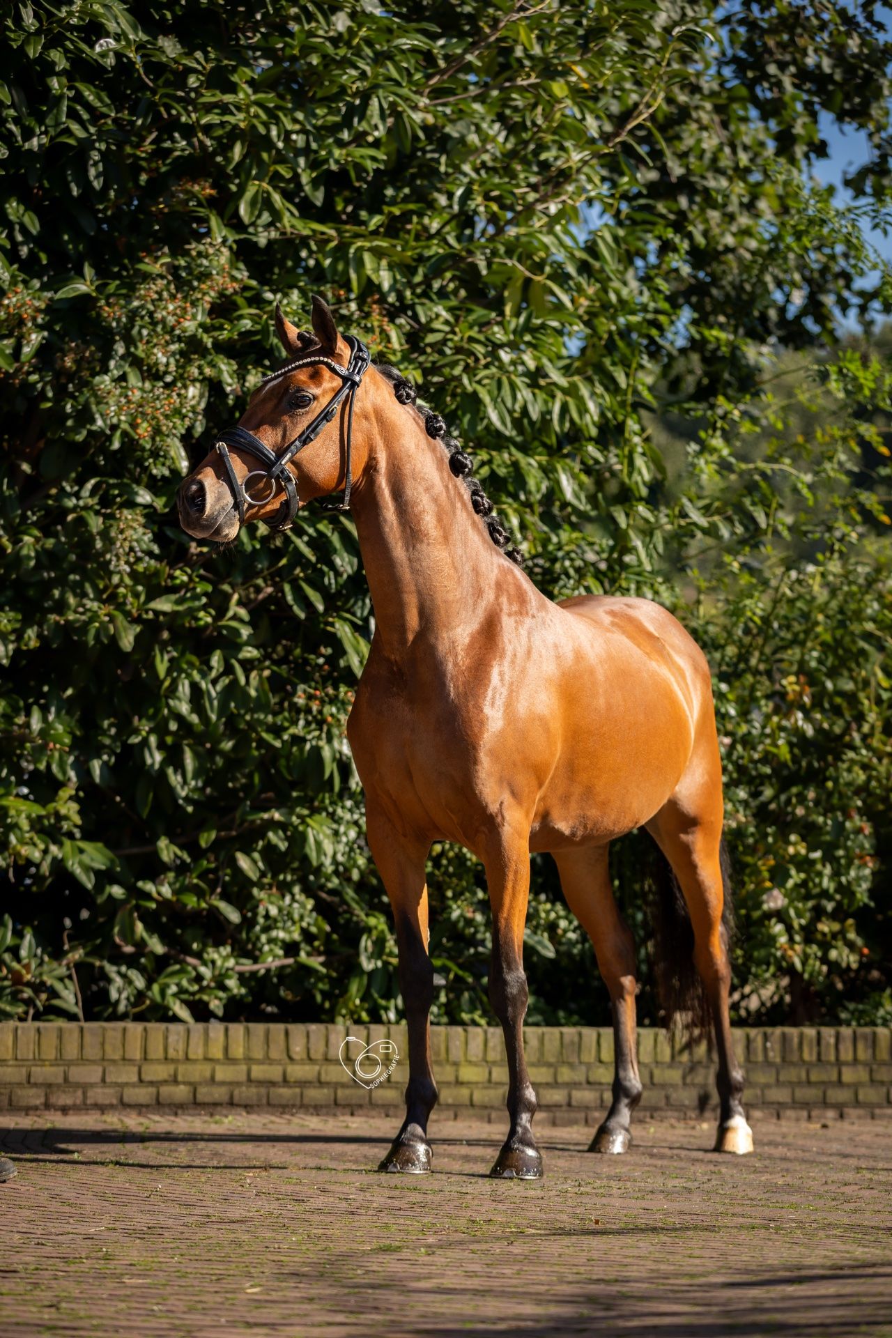 welsh allround-pony merrie 4 años bruin en venta - Foto 6