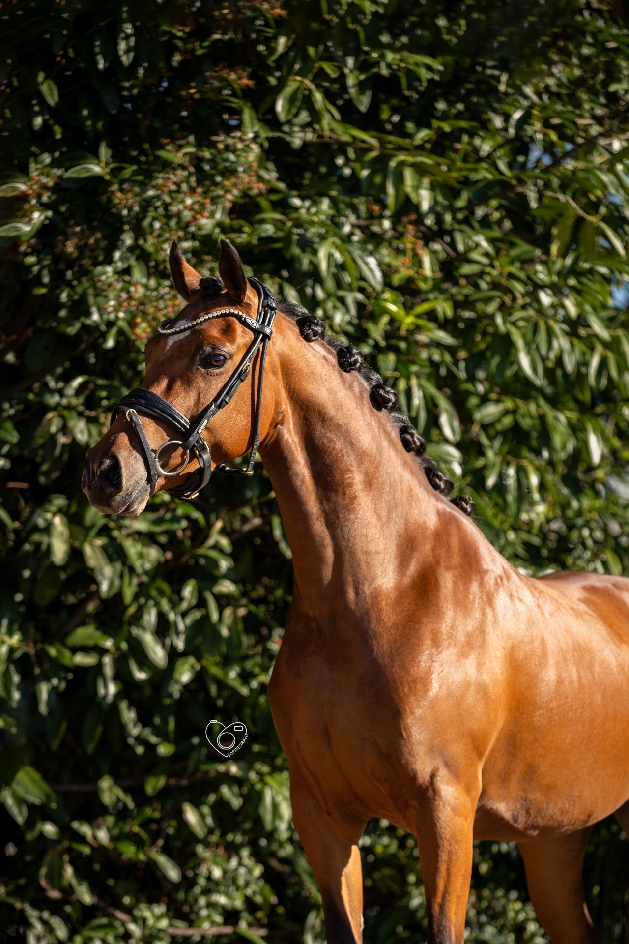 welsh allround-pony merrie 4 años bruin en venta - Foto 5