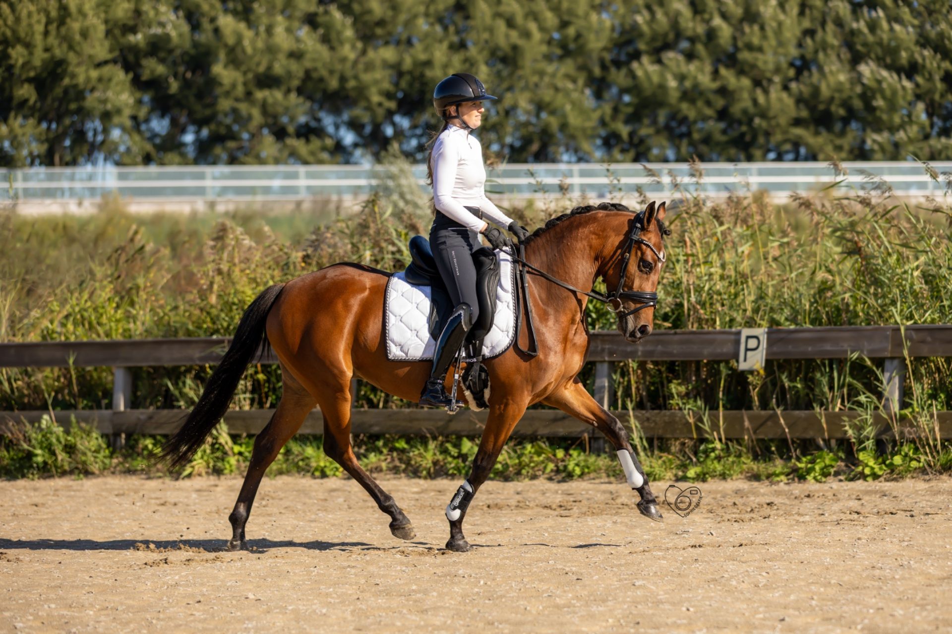 welsh allround-pony merrie 4 años bruin en venta - Foto 3