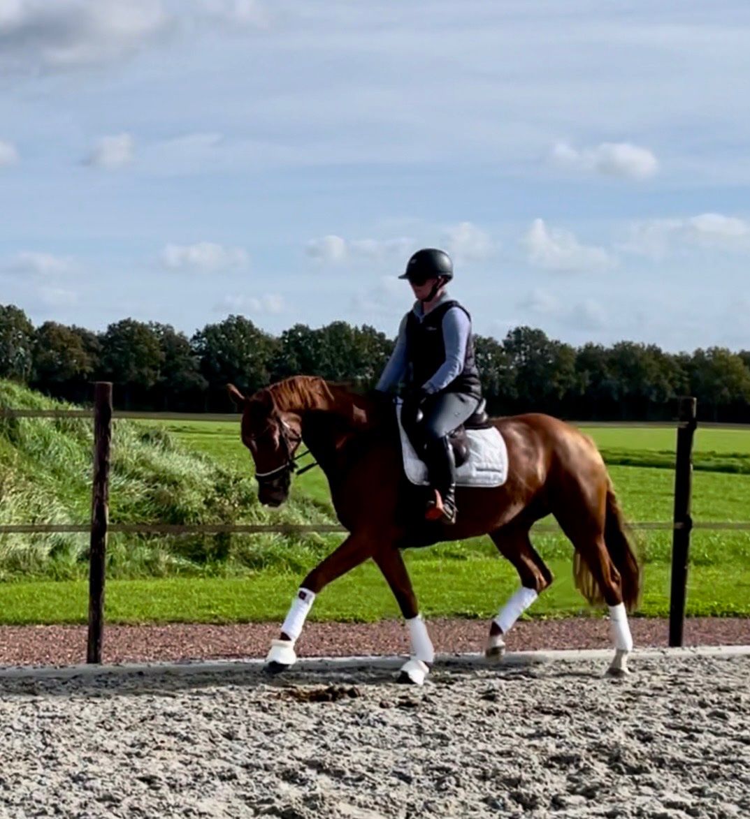 kwpn dressuurpaard merrie 3 años vos en venta - Foto 2