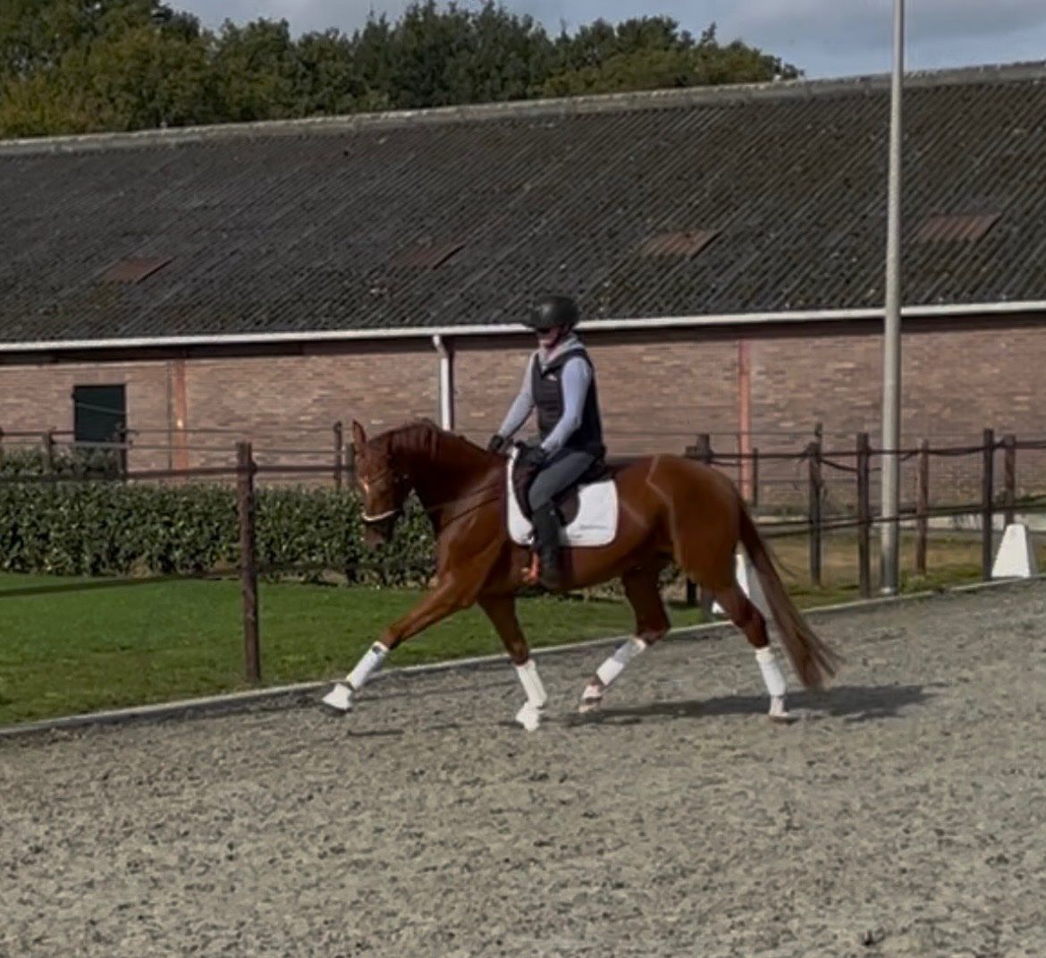 kwpn dressuurpaard merrie 3 años vos en venta - Foto 5