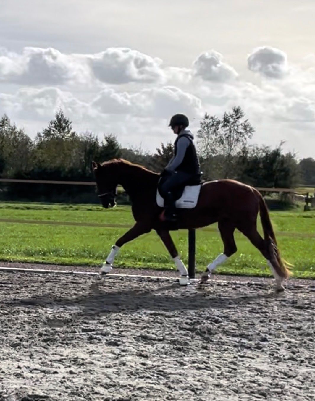 kwpn dressuurpaard merrie 3 años vos en venta - Foto 4