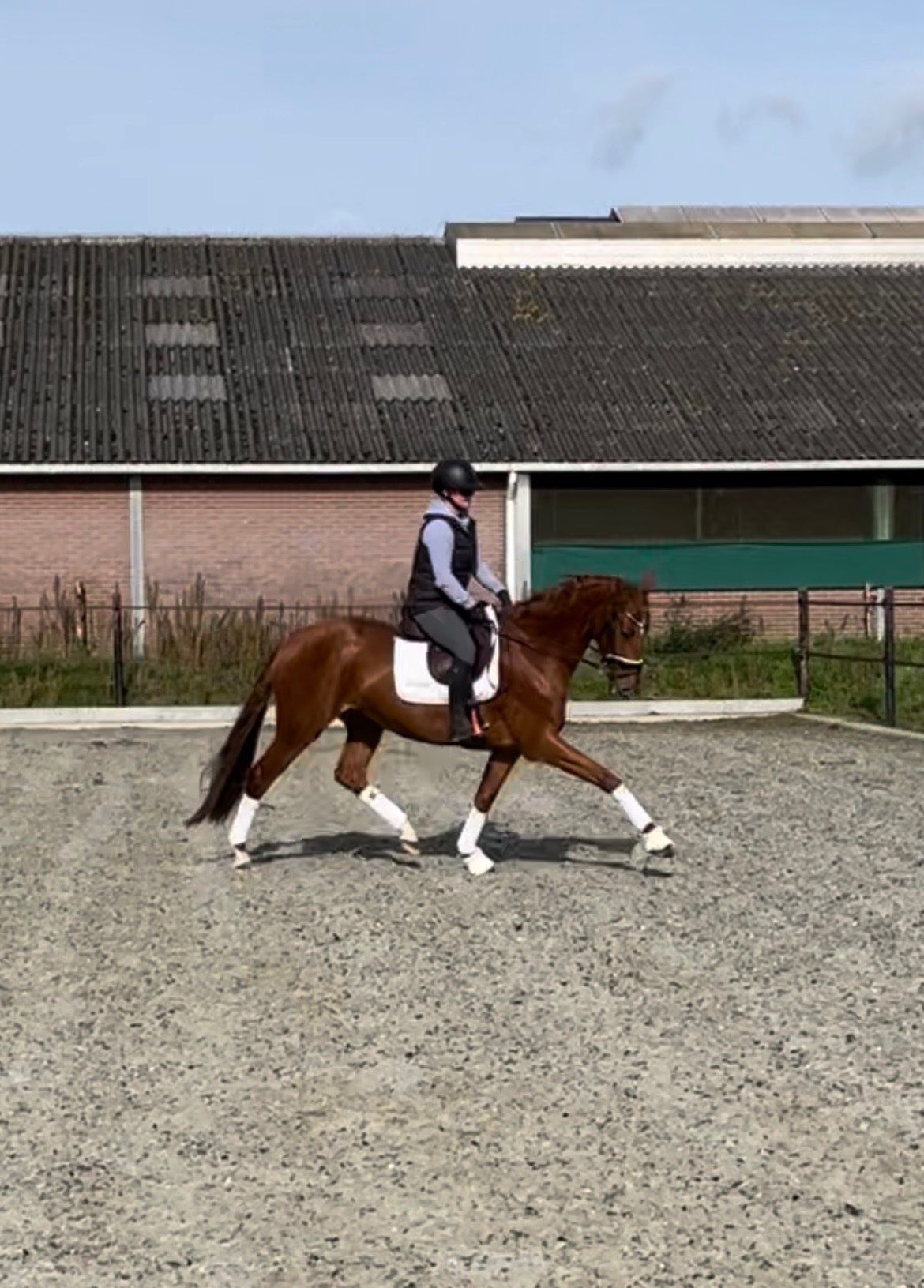 kwpn dressuurpaard merrie 3 años vos en venta - Foto 3