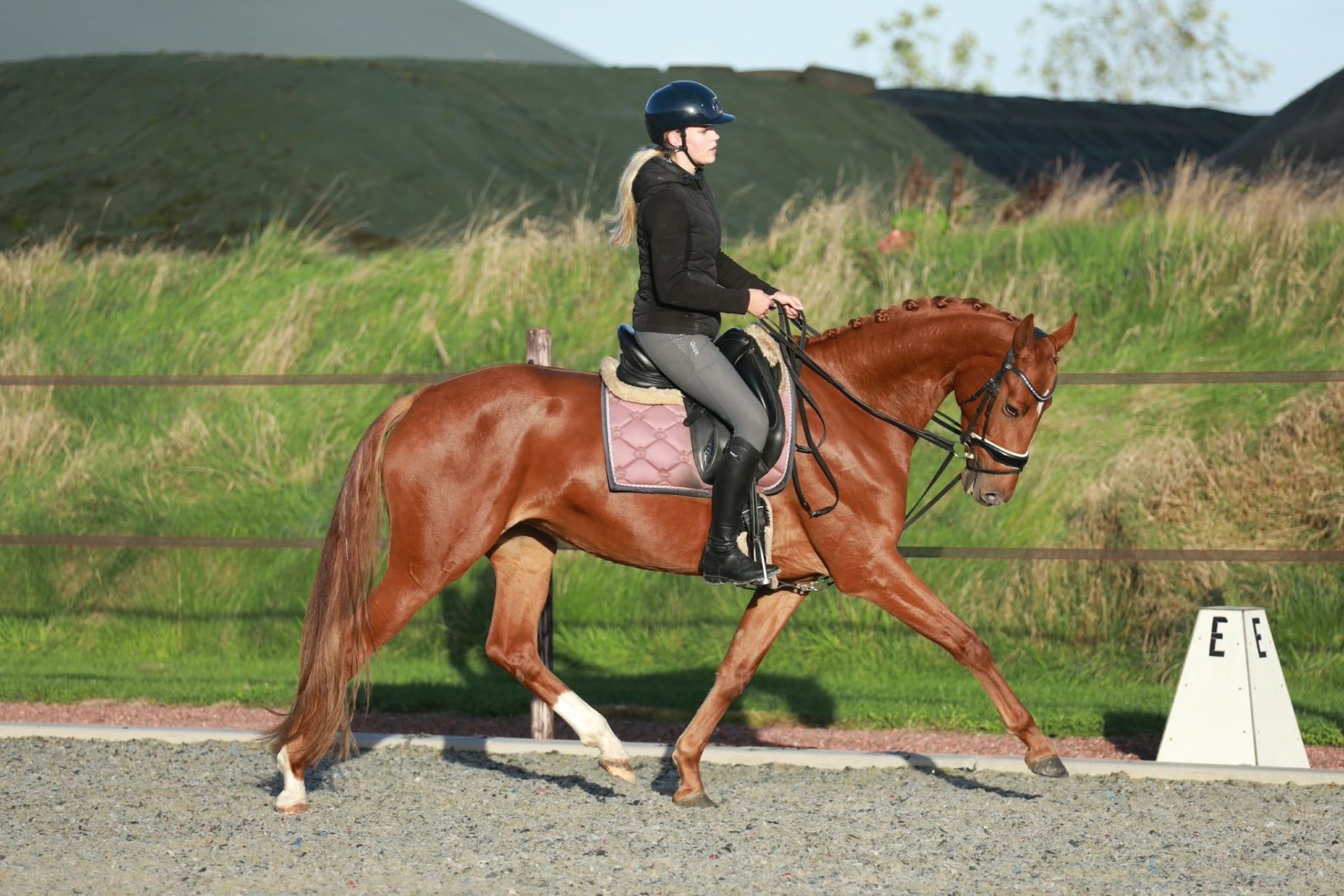 kwpn dressuurpaard merrie 3 años vos en venta - Foto 6