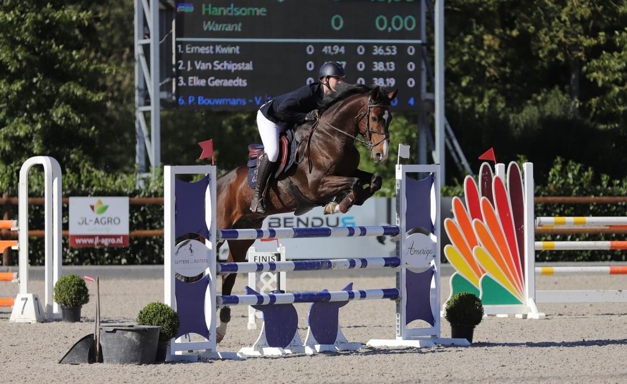 Talented Warrant gelding - Ervaren 1.30m springpaard / leermeester